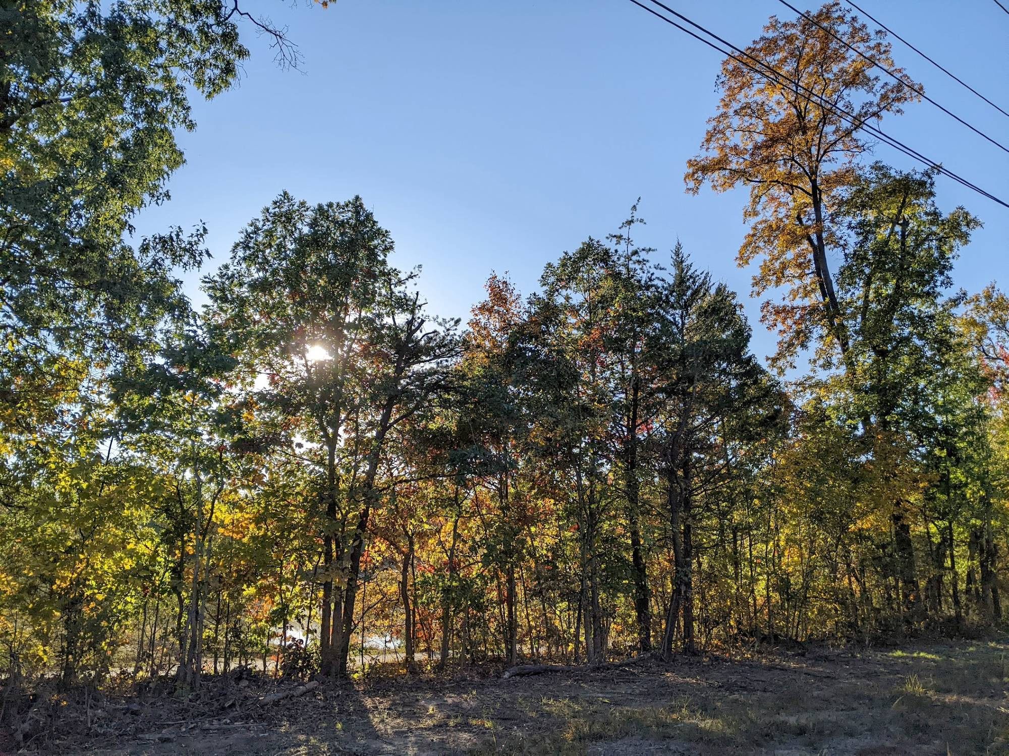 A line of trees with the sun shining golden through the branches to the center-left casting shadows upon the ground below, and a clear blue sky above. There's some power lines visible in the top right corner.