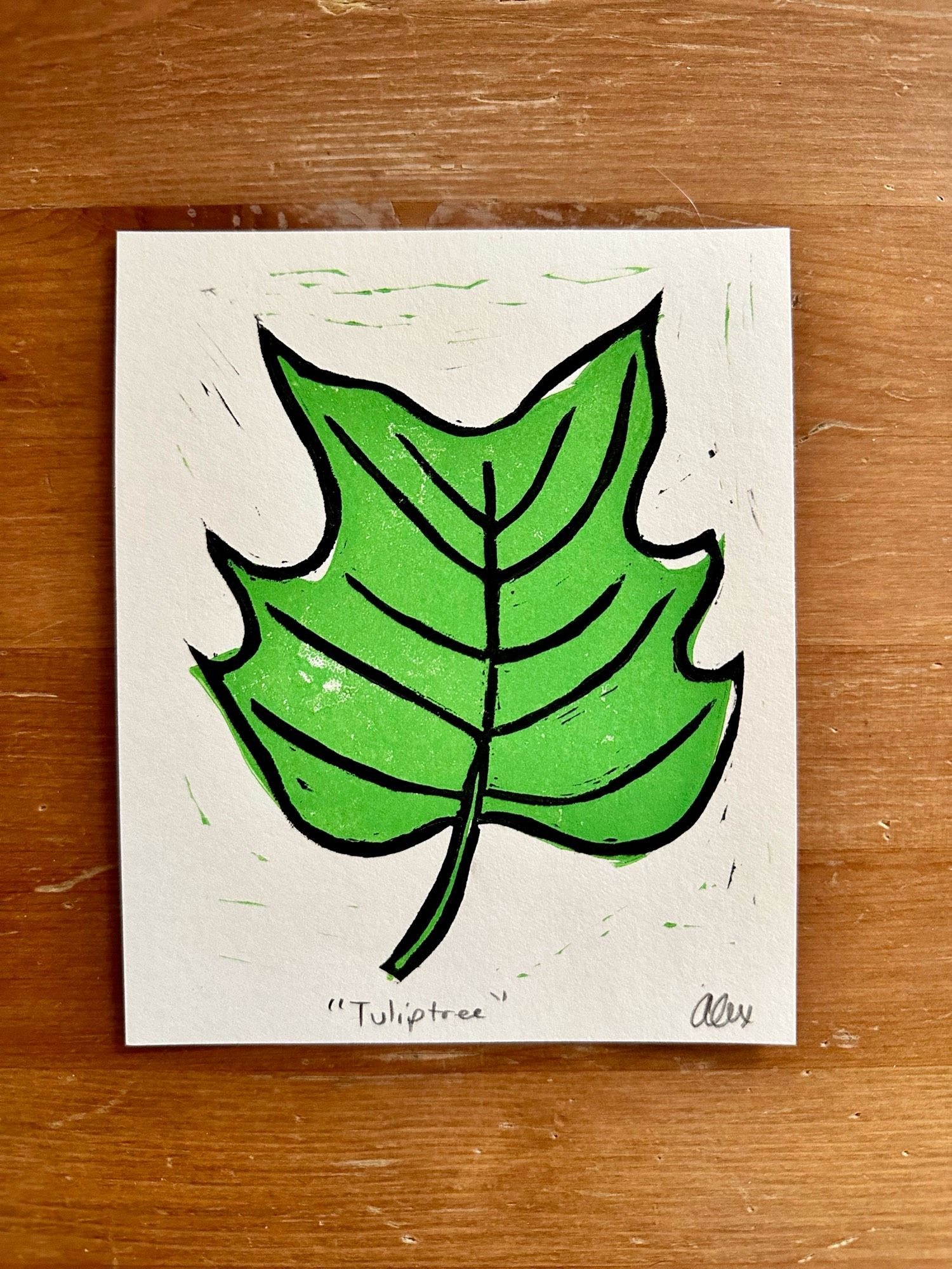 two color print of a tuliptree leaf