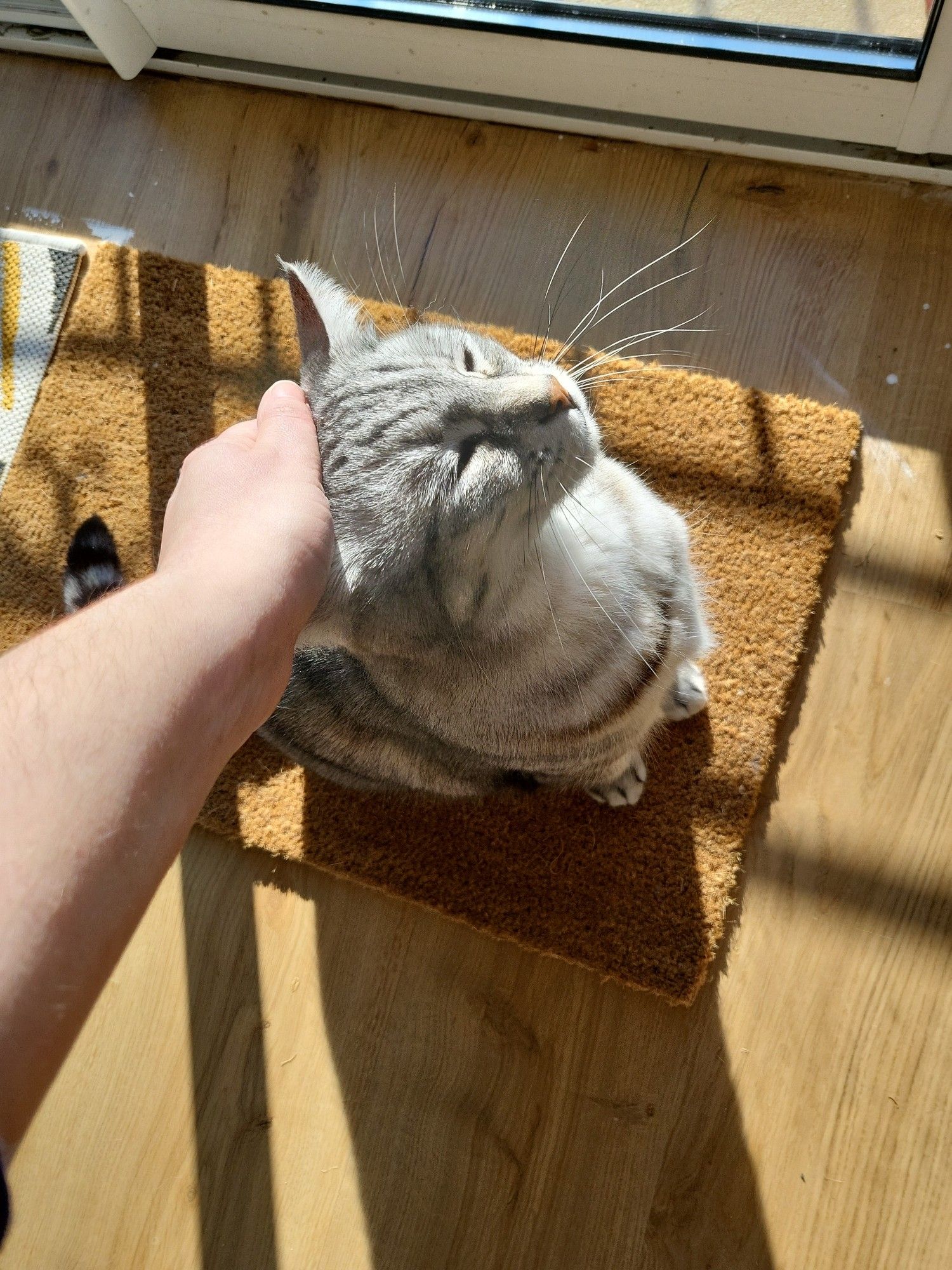 Hand petting a tabby grey and white cat on the head, in front of a window. The cat enjoys both the pets and direct sunlight. It’s a tender moment.