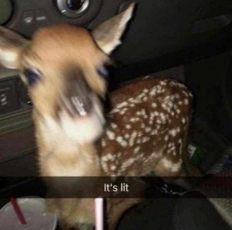 meme of fawn in a car with the caption “It’s lit”