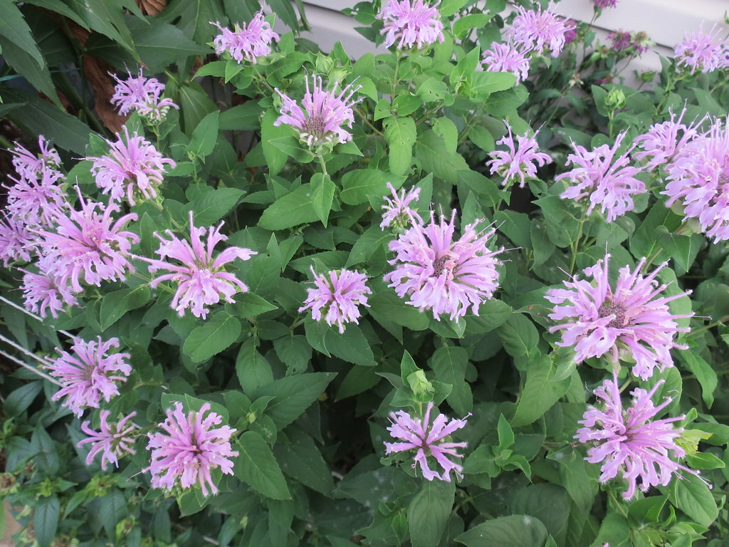 Monarda or bee-balm that are very light purple in color