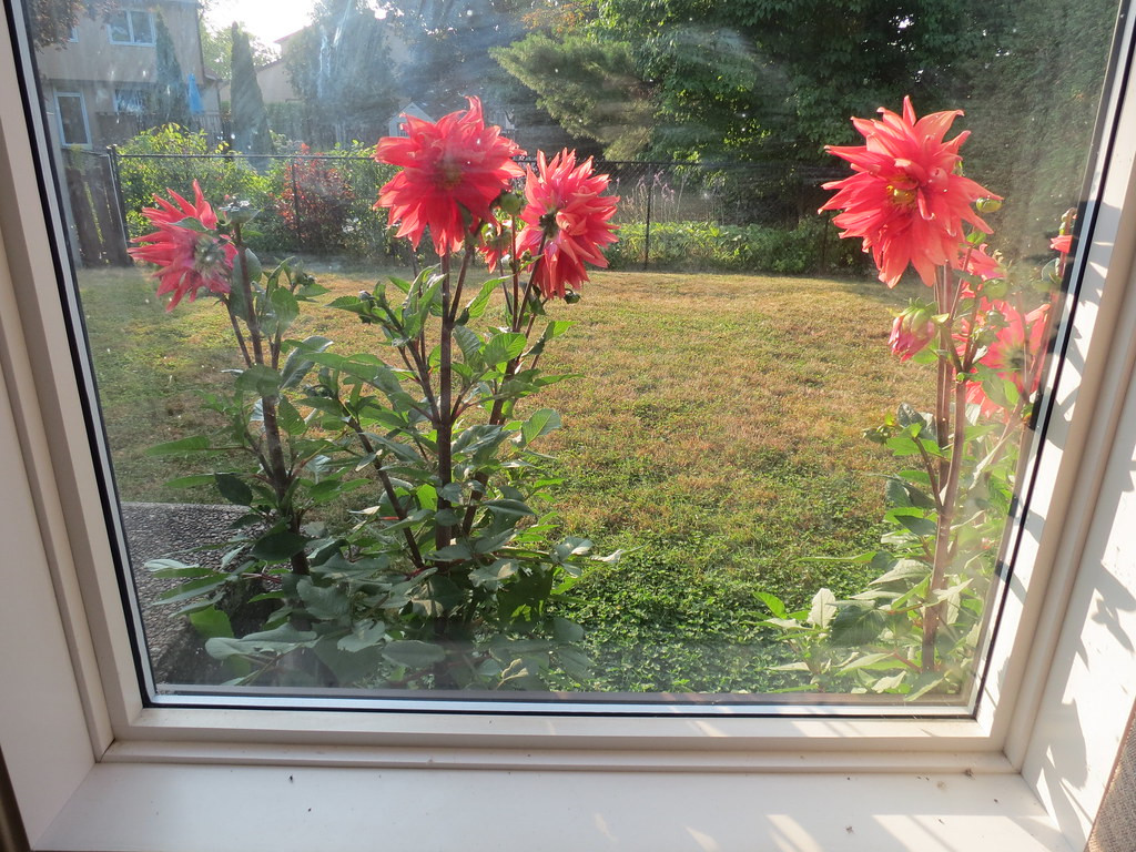 Red dinner plate dahlias (grown from a bulb) seen through my back window.
