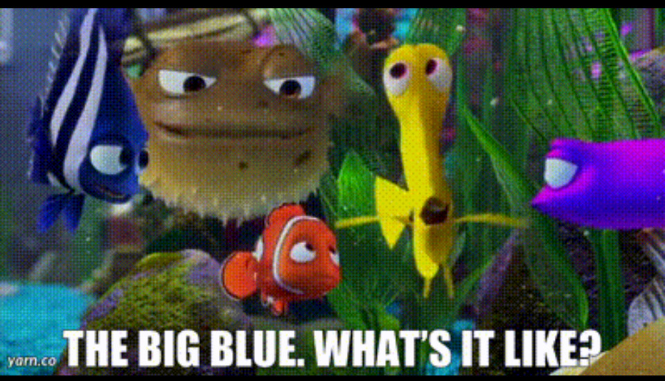 Finding Nemo movie scene screenshot of Bubbles (yellow fish) saying “The Big Blue. what’s it like”?