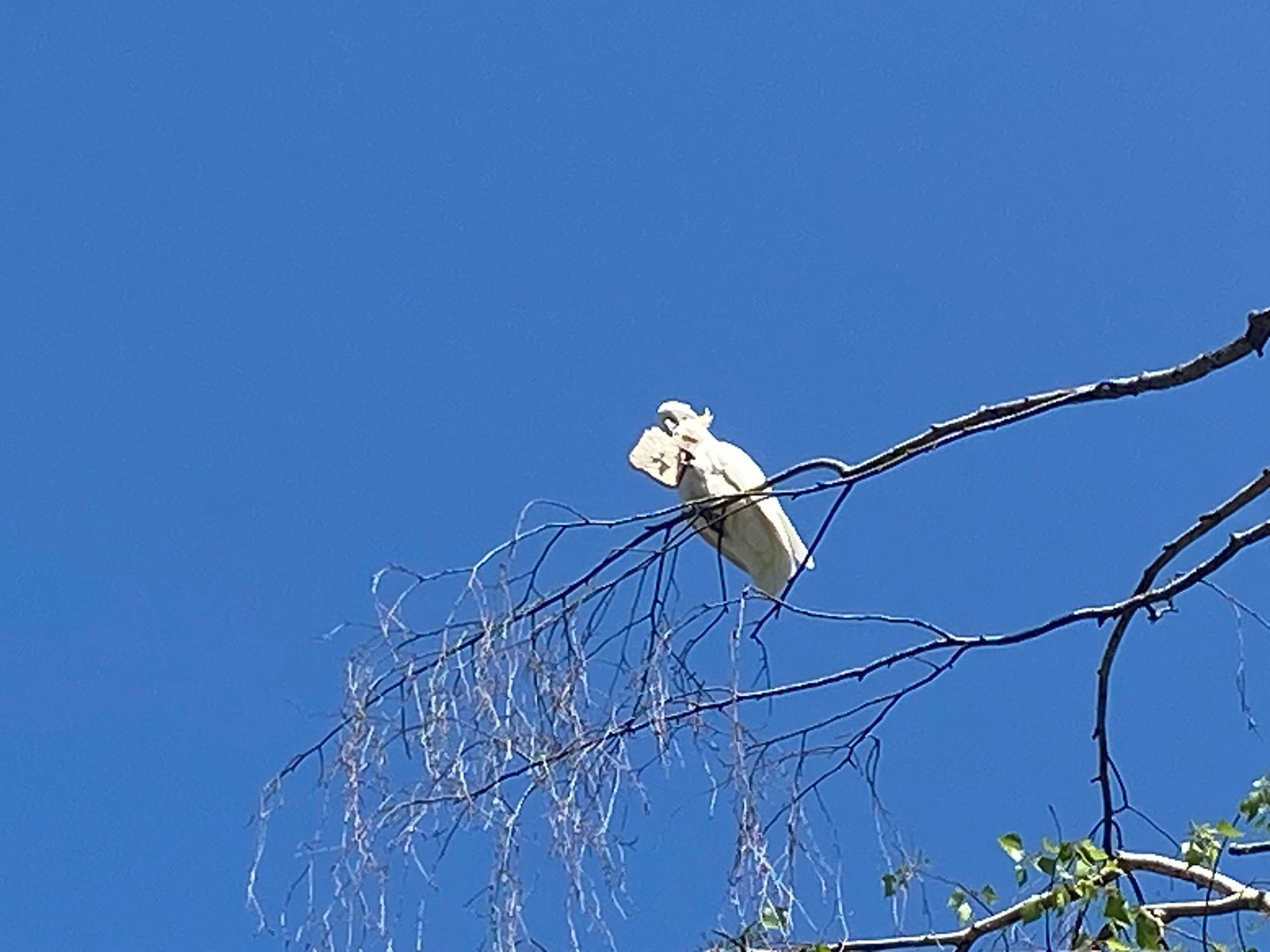 white cockatoo eating a slice of bread up in a tree