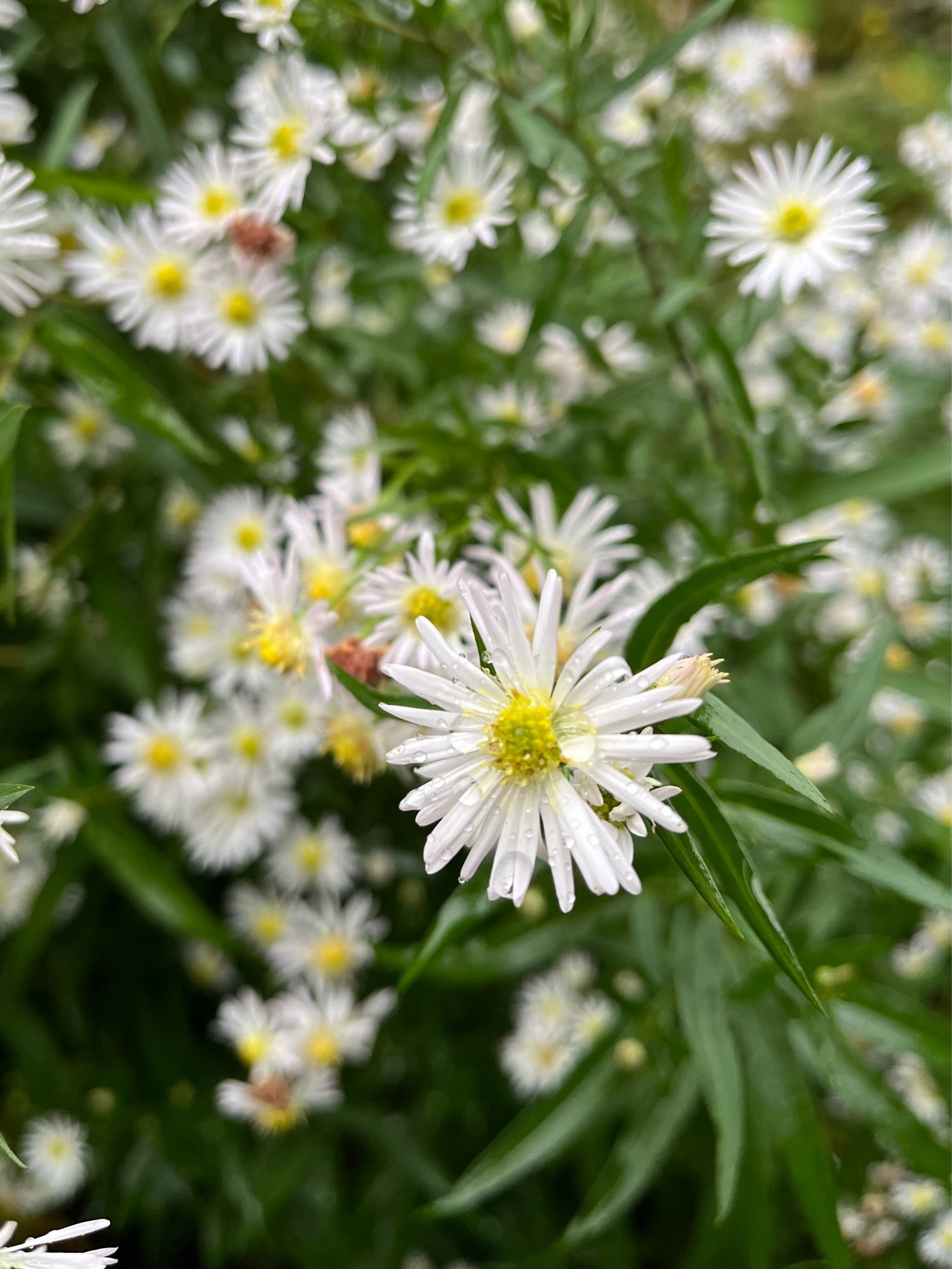 Close up of an aster. Daisy like flower with yellow centre & multi thin white petals.