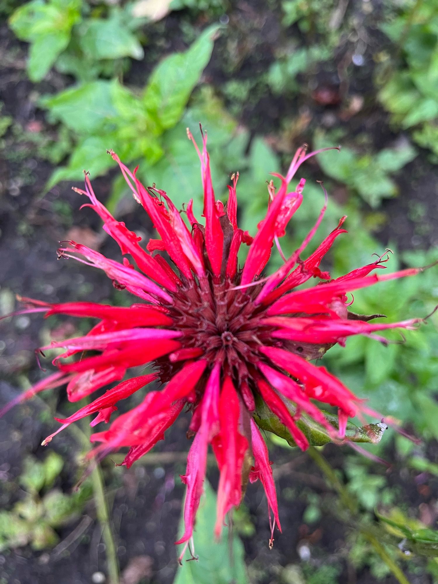 Scarlet bee balm. A firework of flower with a multitude of red pink petals shooting off from a thistle like centre