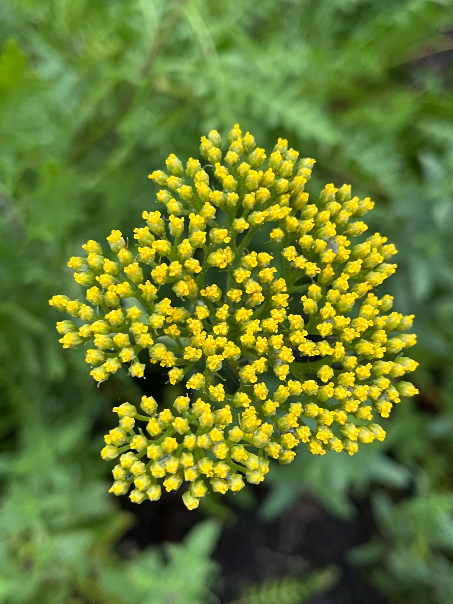 Yarrow in bud. Tiny yellow flowers make up the whole flower head.