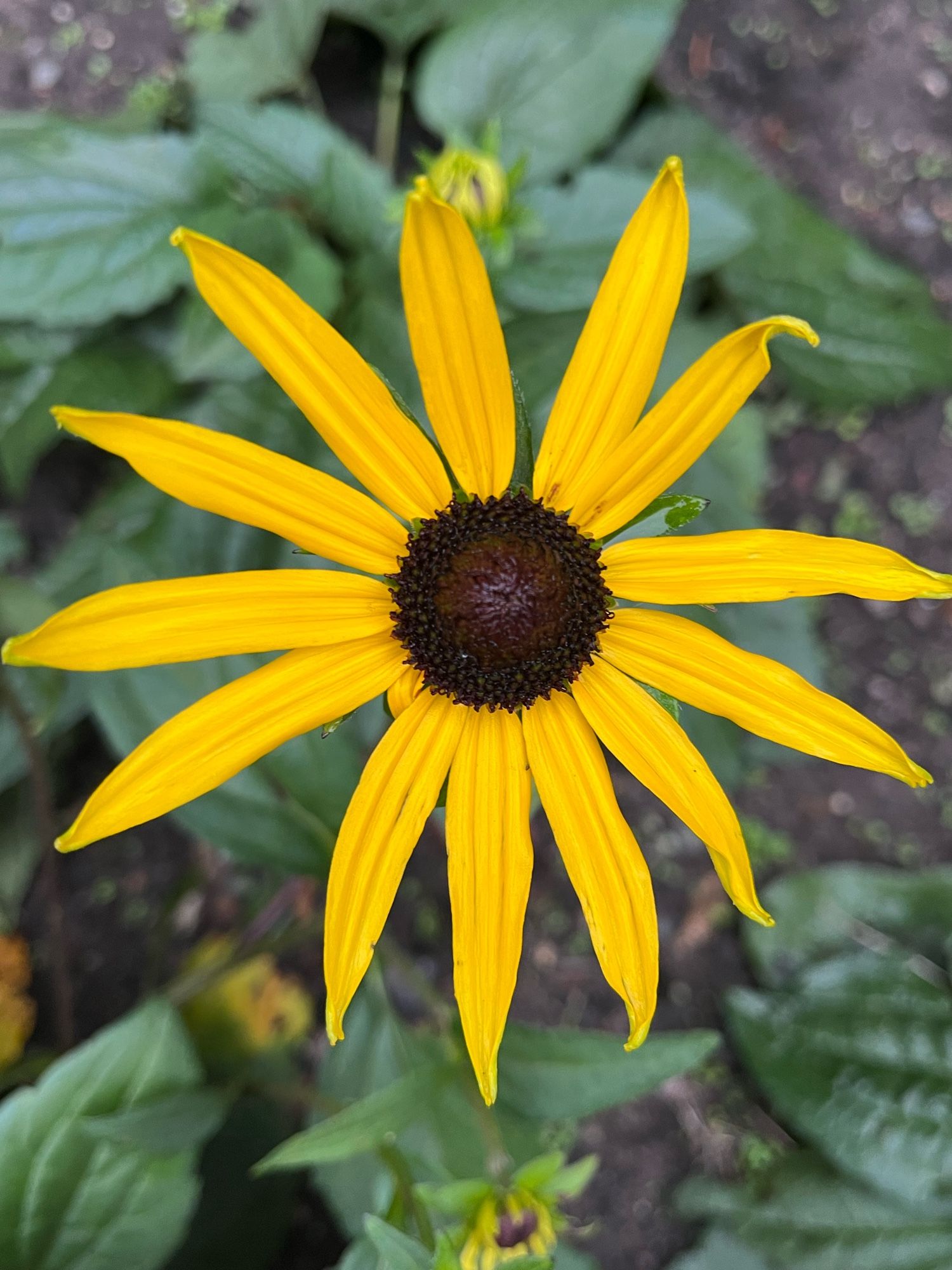 Close up of vivid yellow coneflower - dark centre surrounded by pointed narrow bright yellow petals.