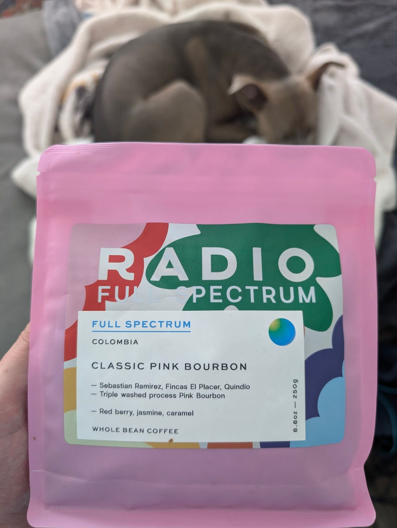 a pink bag of coffee labeled:
RADIO
FULL SPECTRUM
COLOMBIA
CLASSIC PINK BOURBON
-Sebastian Ramirez, Fincas El Placer, Quindio
-Triple washed process Pink Bourbon
-Red berry, jasmine, caramel
WHOLE BEAN COFFEE
featuring a medium gray dog named pearl