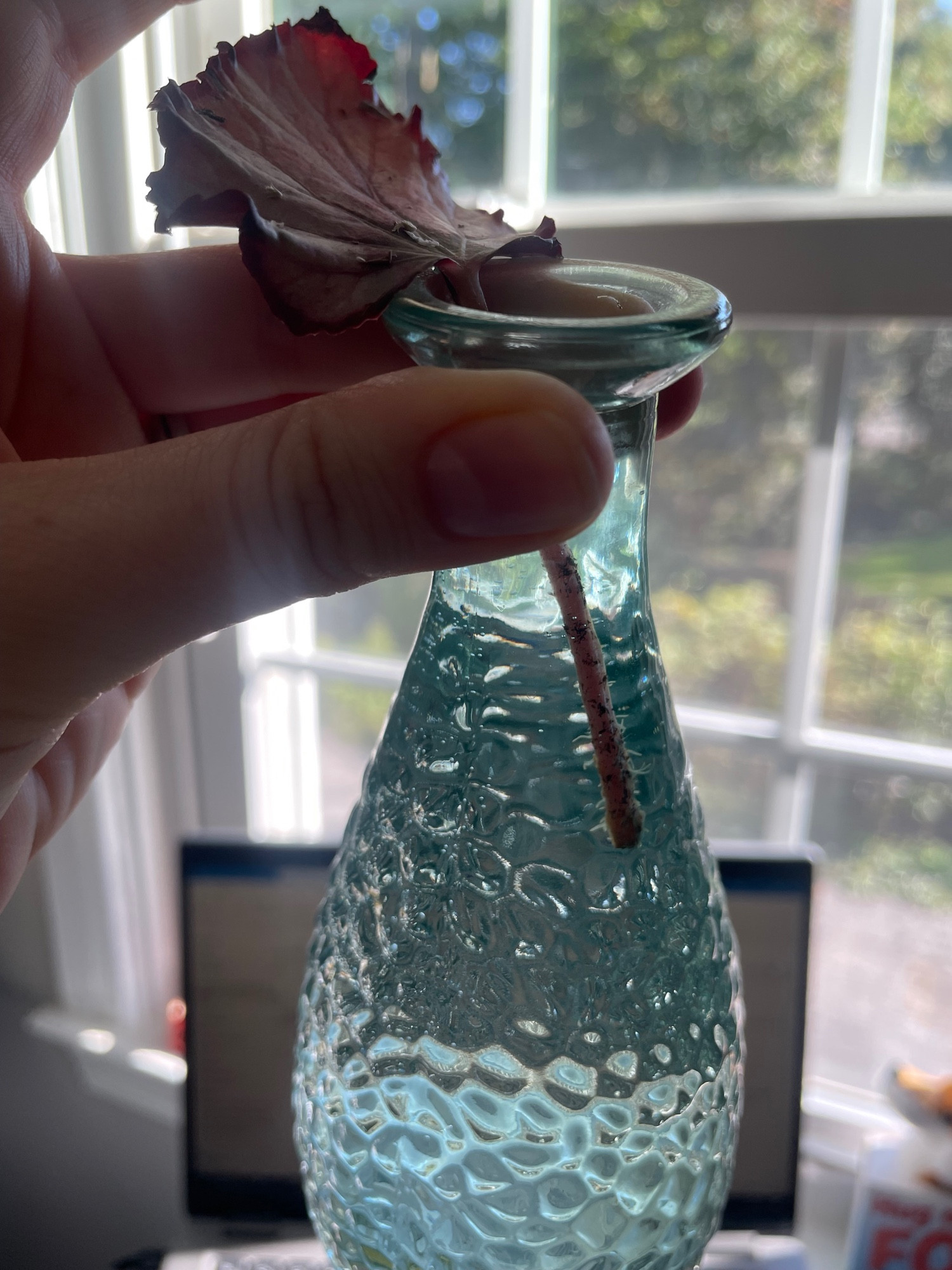 A hand holds a blue dimpled vase full of water with a silver geranium clipping. The clipping has tiny furry rootlets a few mm long dotting its stem.