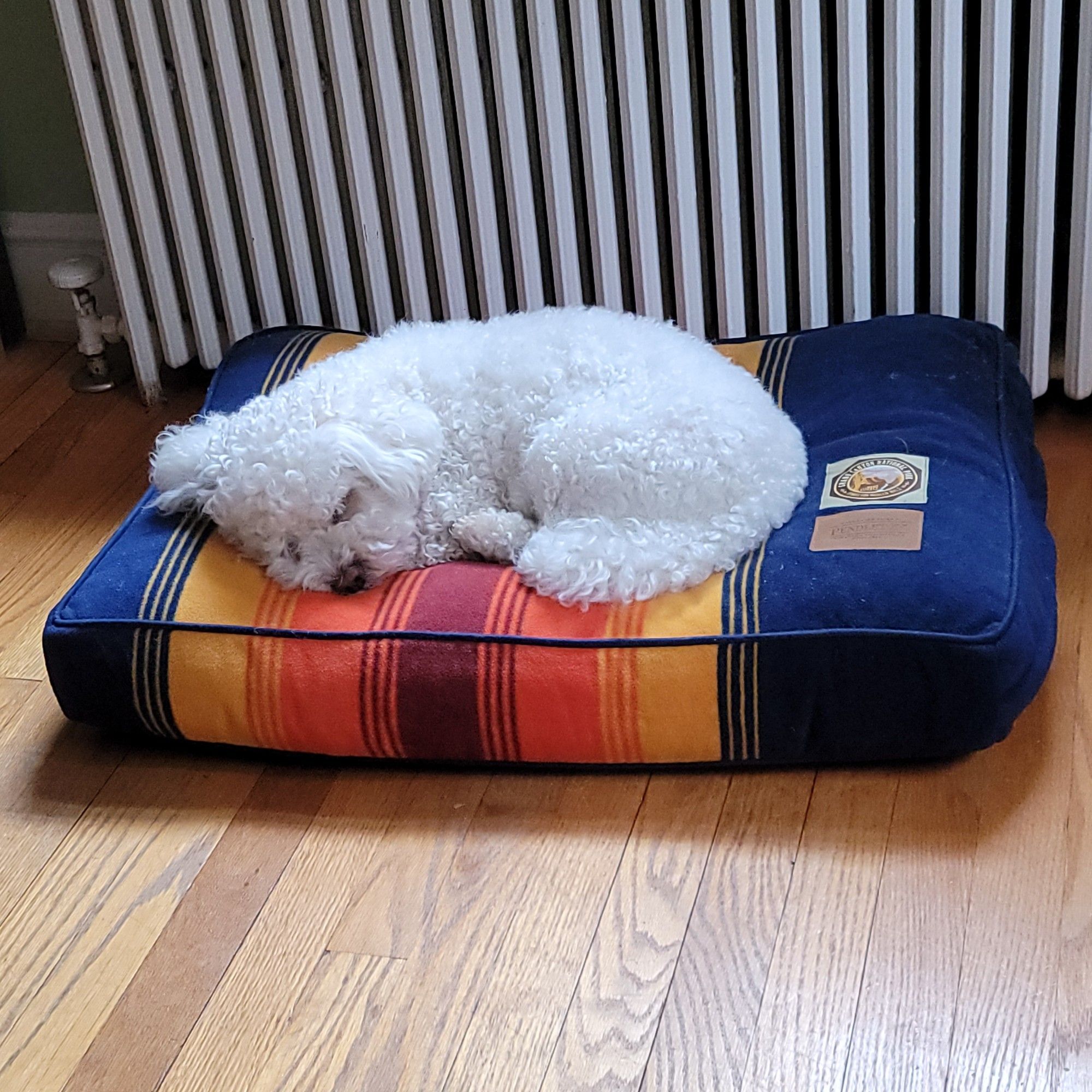 Floofy white bichon frise dog curled up asleep on their cushy bed in front of a (not actually on) radiator.