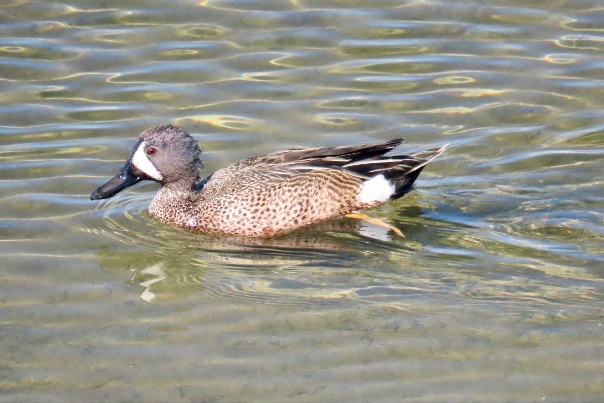 A Blue-winged Teal paddles in a pond. It is spotted brown and white. It has a white stripe on its gray head. It does not have blue wings.