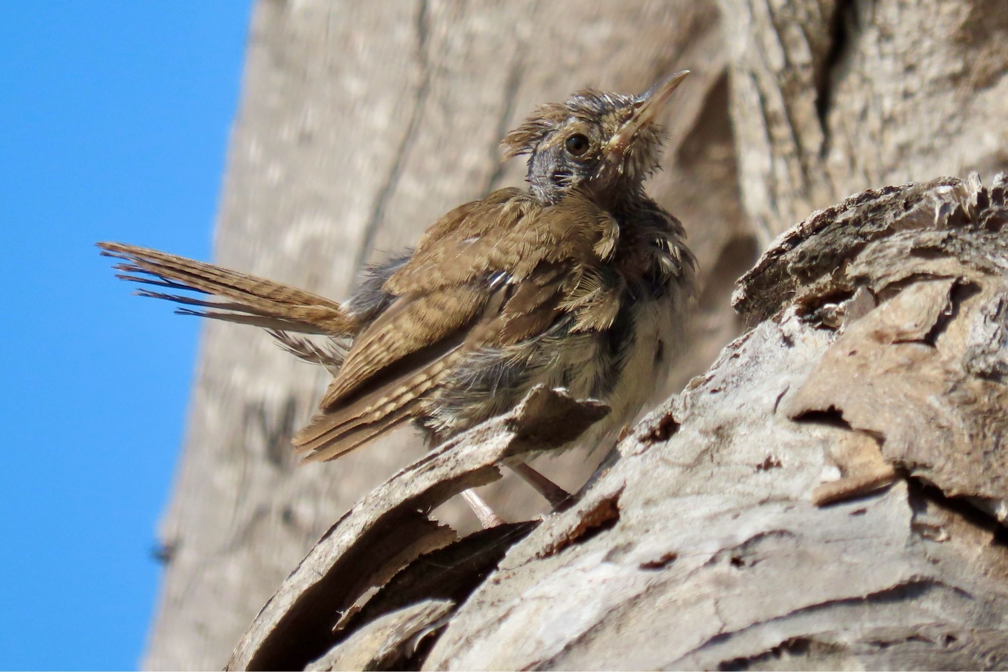 Close up of an extremely bedraggled looking House Wren (a very small brown bird) on a tree. It is very muddy and seems to be missing feathers. Perhaps it’s molting.