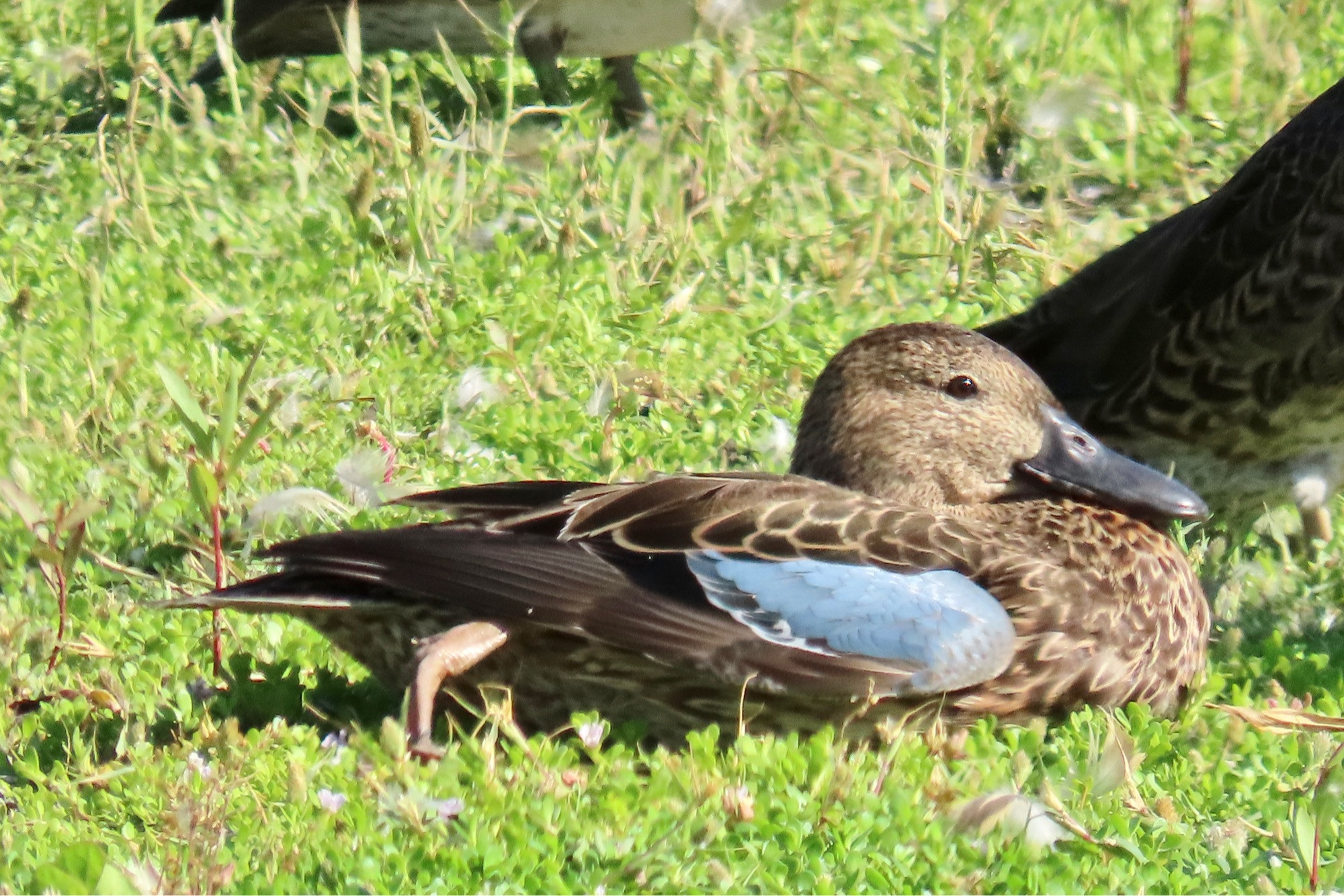 A Cinnamon Teal rests on the grass. It is mostly brown, but with a pronounced patch of blue on its wing.