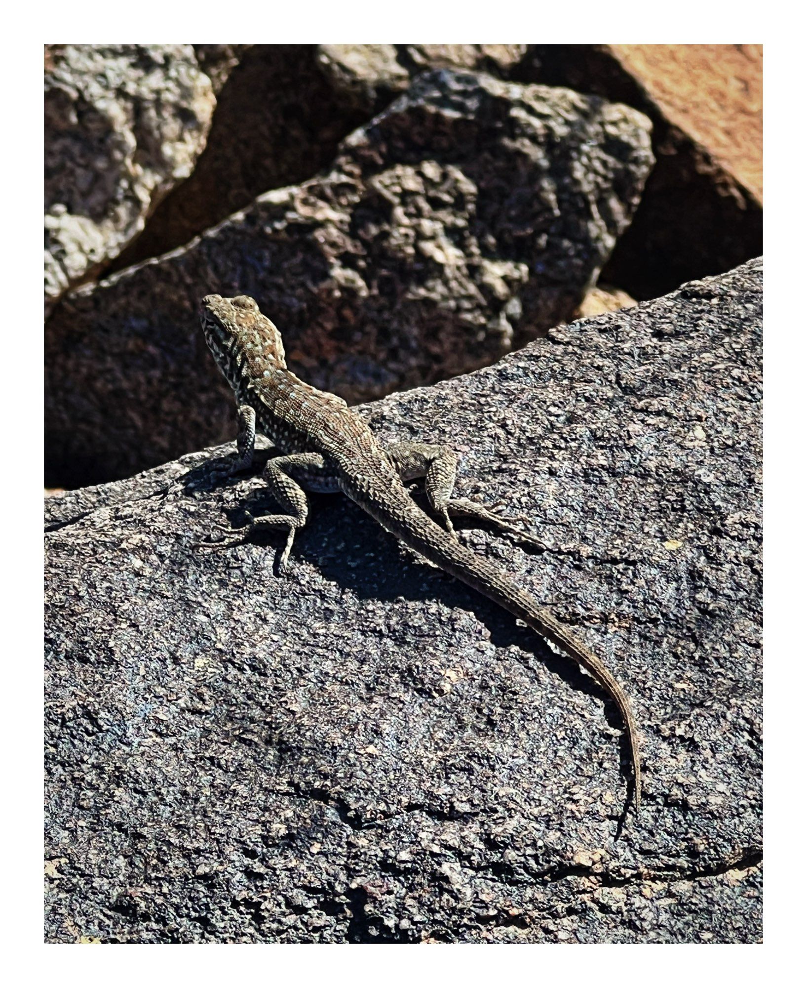 Desert lizard in the mid morning sun. Sonoran desert, Arizona.