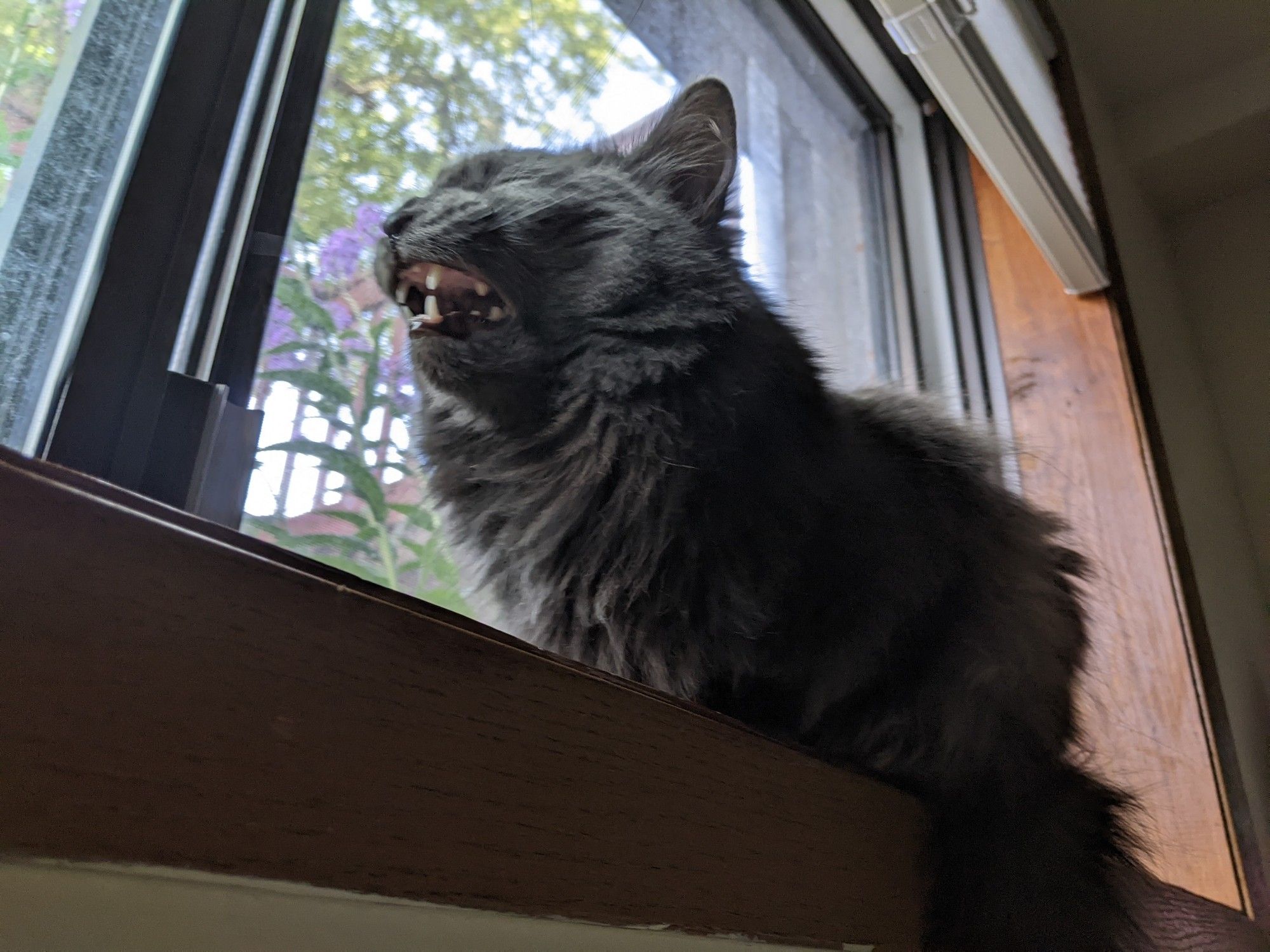 A photo of my cat sitting on the windowsill making a silly face