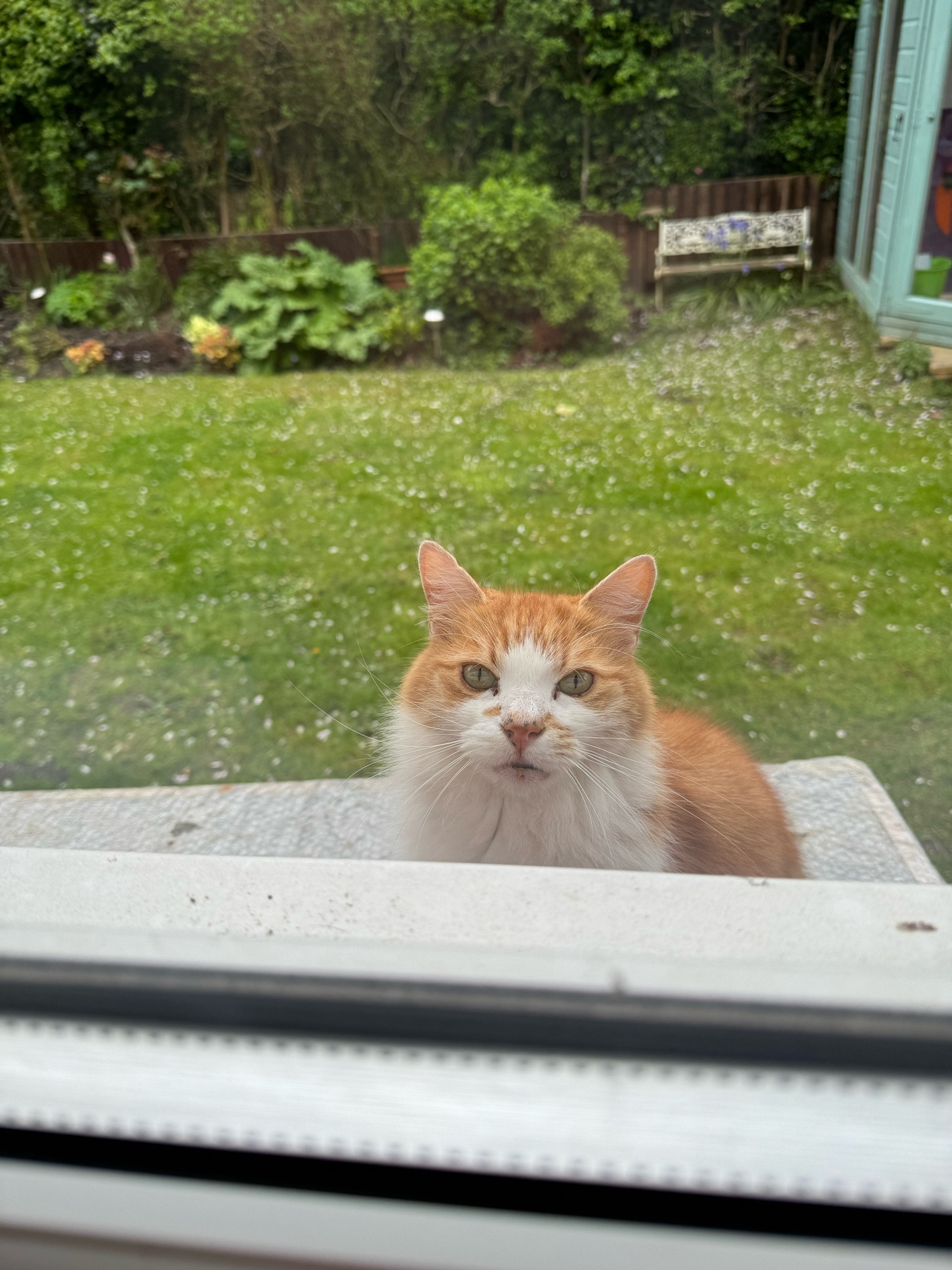 A white and ginger cat glares at me through a window.