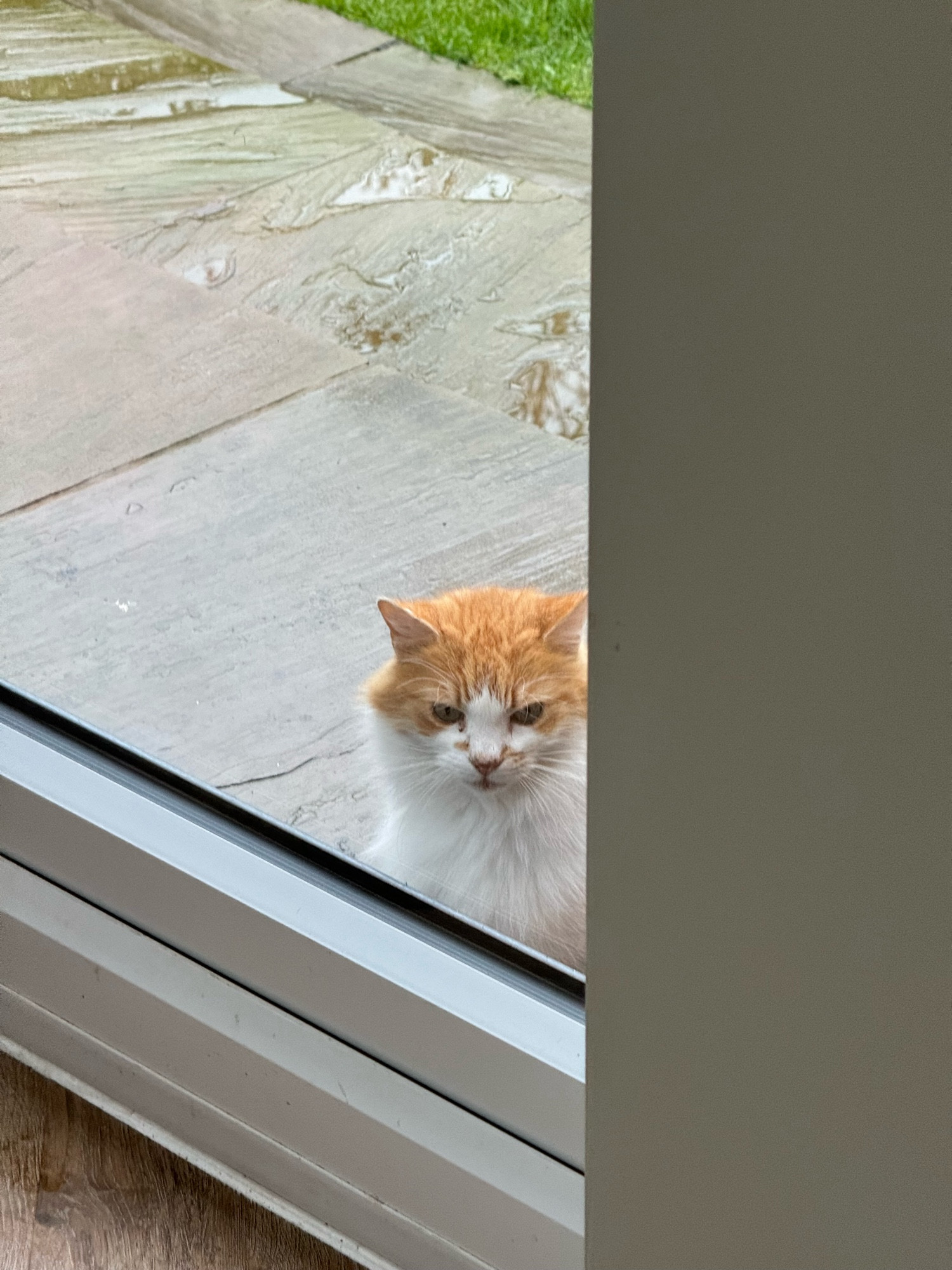 A white and ginger cat glares at me through a window.