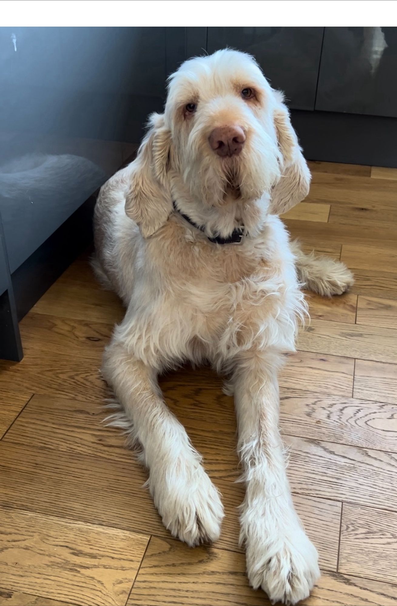 Big blonde hairy long legged Italian spinone dog called Sorley