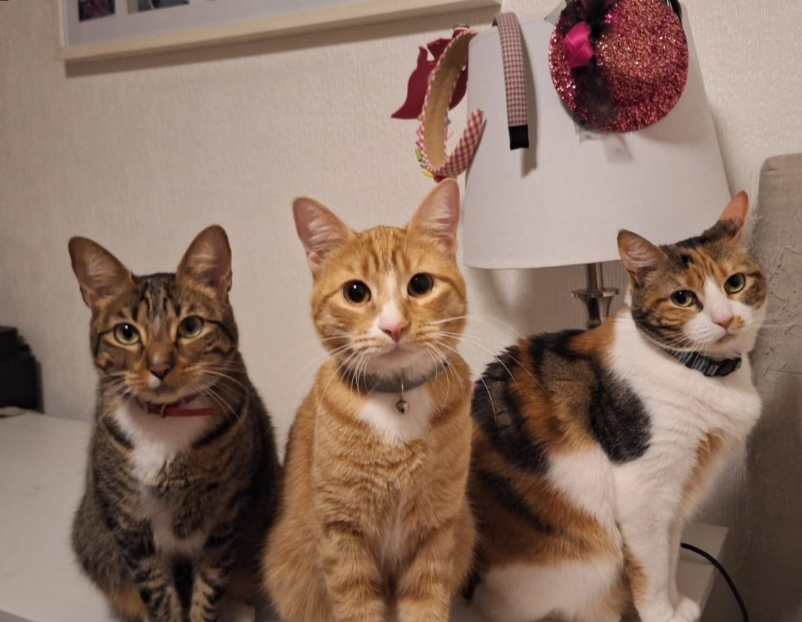 three cats looking at the camera.