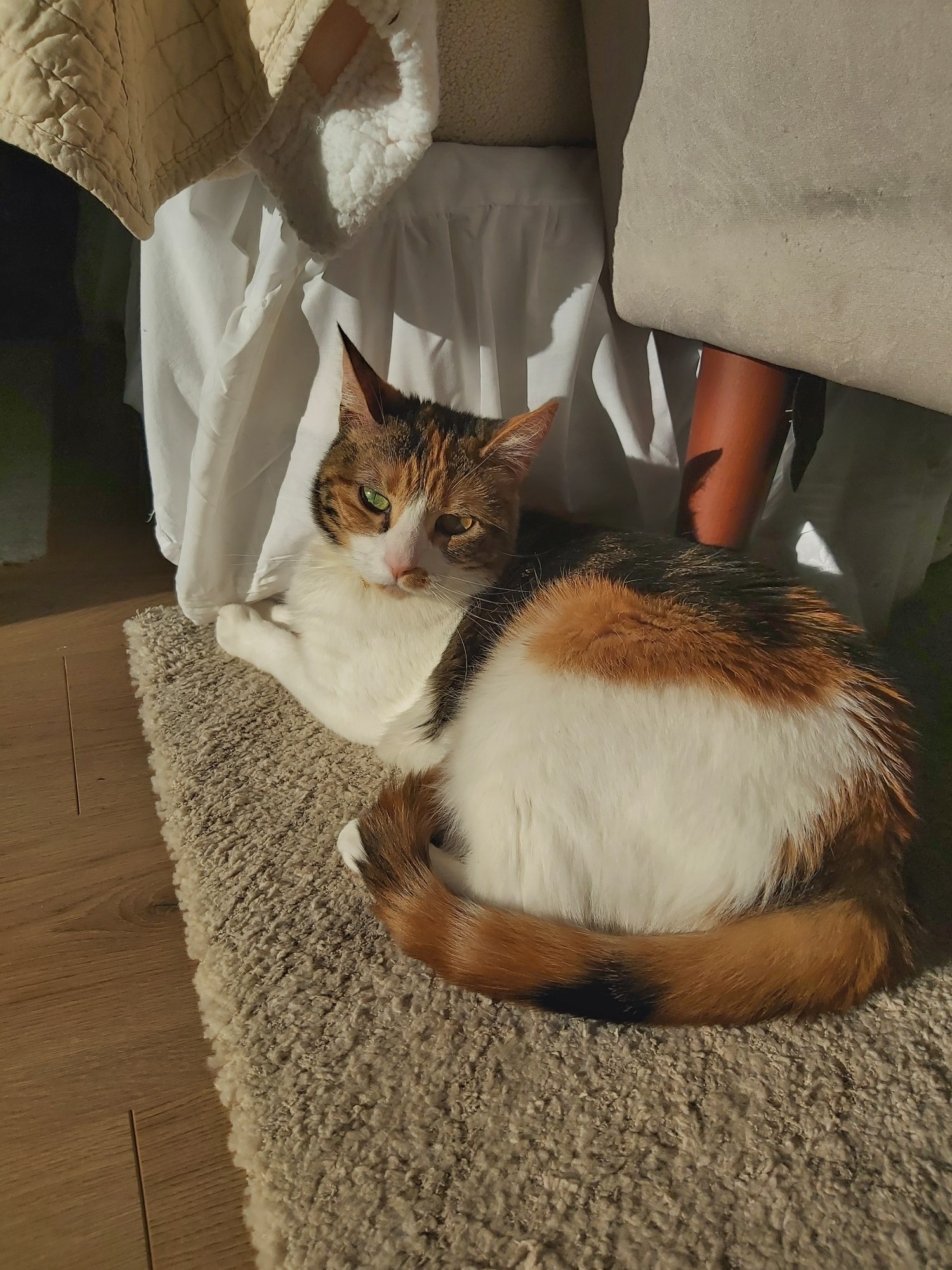 calico cat looking at the camera