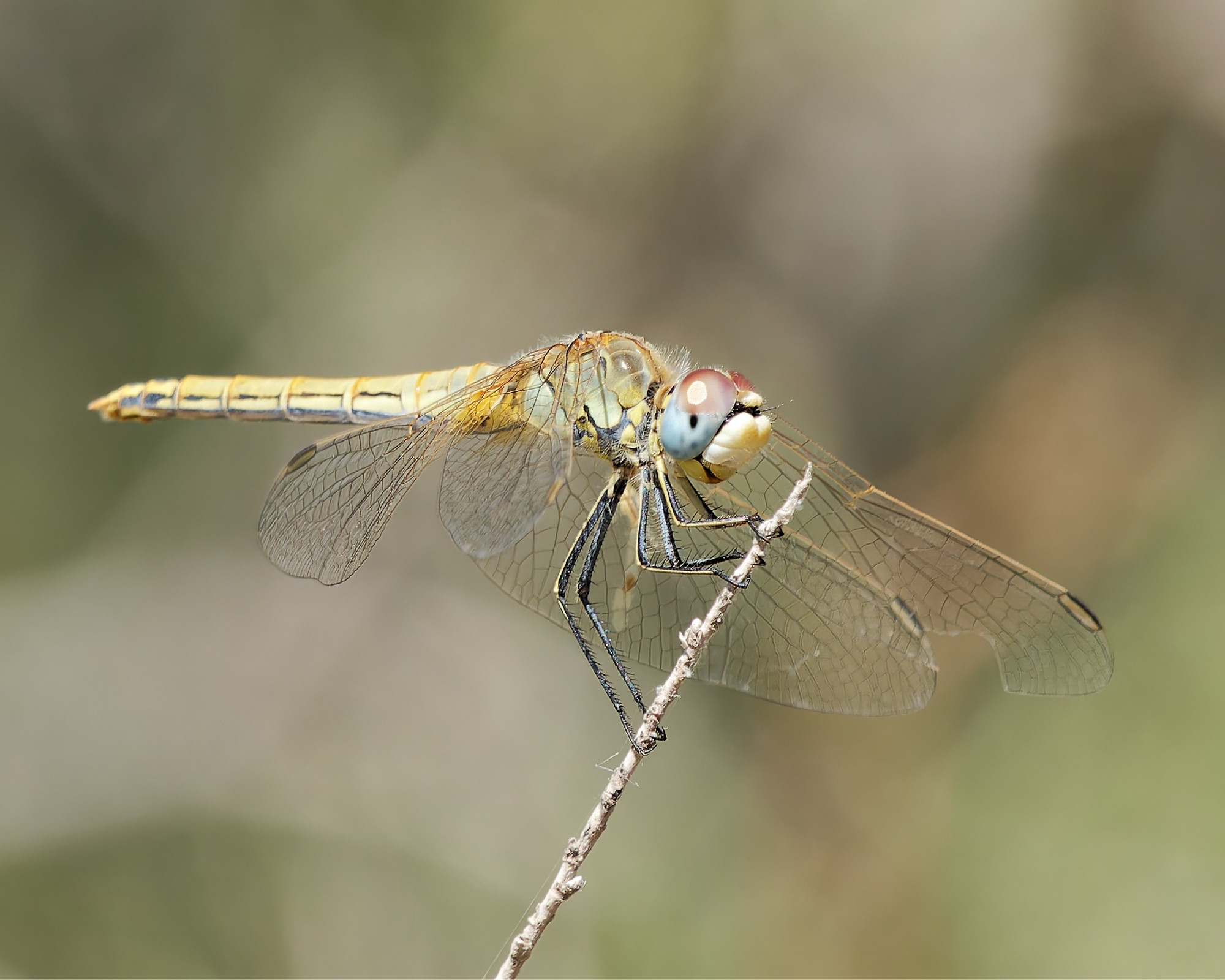 A photo of a female Red-veined Darter dragonfly perched on a branch on an area of scrub land at Skala Kallonis, on the Greek island of Lesvos. Picture taken on 30th September 2024.