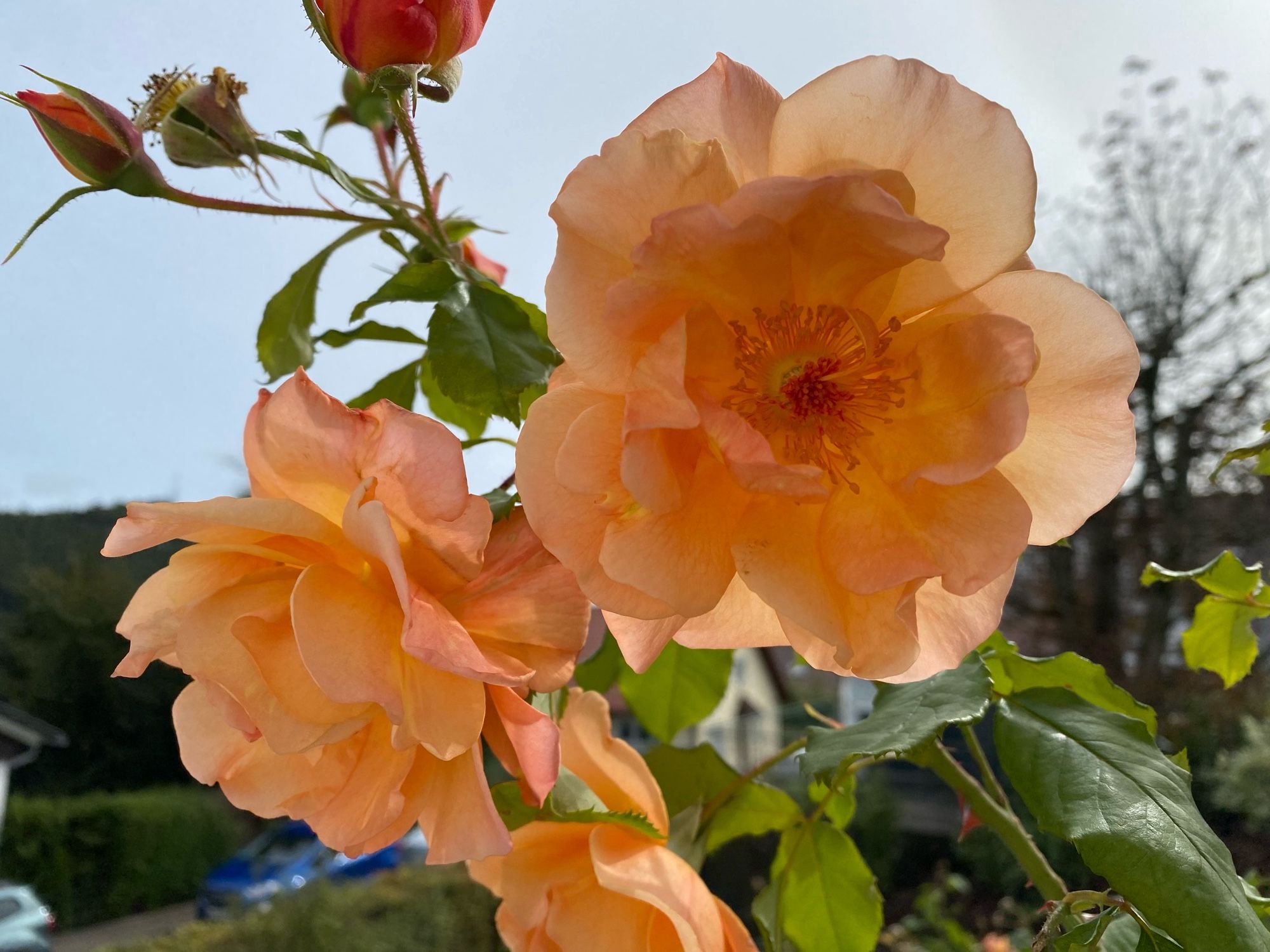 Nahaufnahme zweier apricotfarbener, großer Rosenblüten. Dahinter an Zweigen weitere Knospen. Ganz im Hintergrund ein kahler, Laubbaum, Hecken, Autos und bewaldete Hügel.