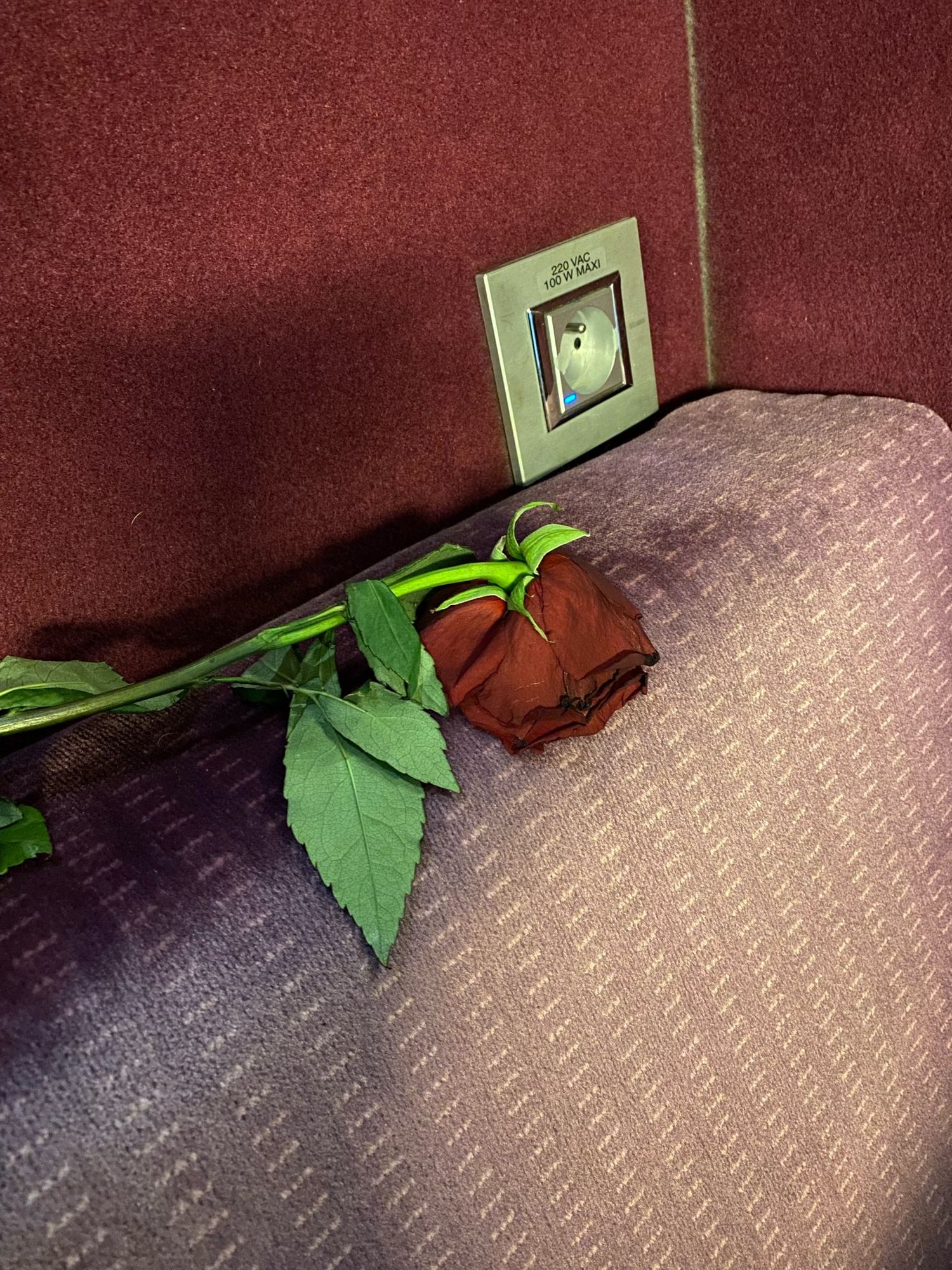 Auf der etwas ausgebleichten, violetten Rückenlehne einer Sitzbank im Wagenübergang eines TGV-Zugs liegt eine einzelne, dunkelrote Rose. Im Hintergrund dunkelrote Rückwand der Sitznische mit Steckdose.