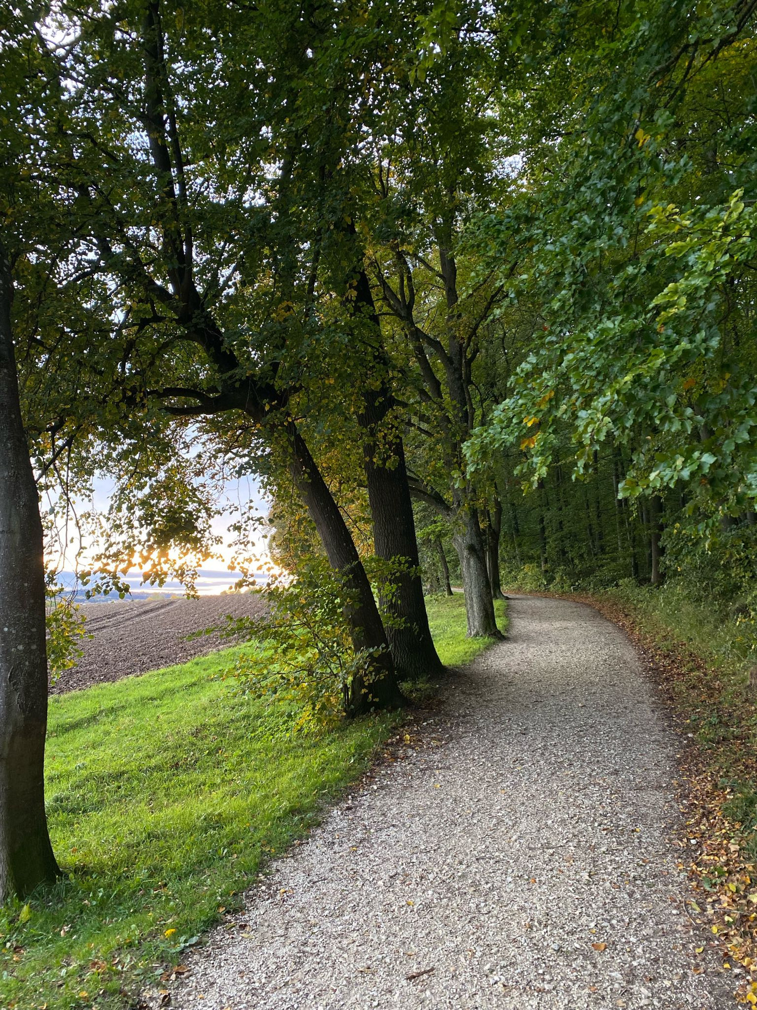 Schotterweg am Waldrand in sanftem Bogen nach links bergauf. Rechts vom Weg dichter Laubwald und Sträucher. Links eine Reihe Laubbäume mit schon etwas bräunlichem Laub an tief hängenden Zweigen, ein Streifen Wiese, dahinter ein frisch gepflügtes Feld. Am Horizont klarer, sehr heller Himmel von der tief stehenden Sonne.