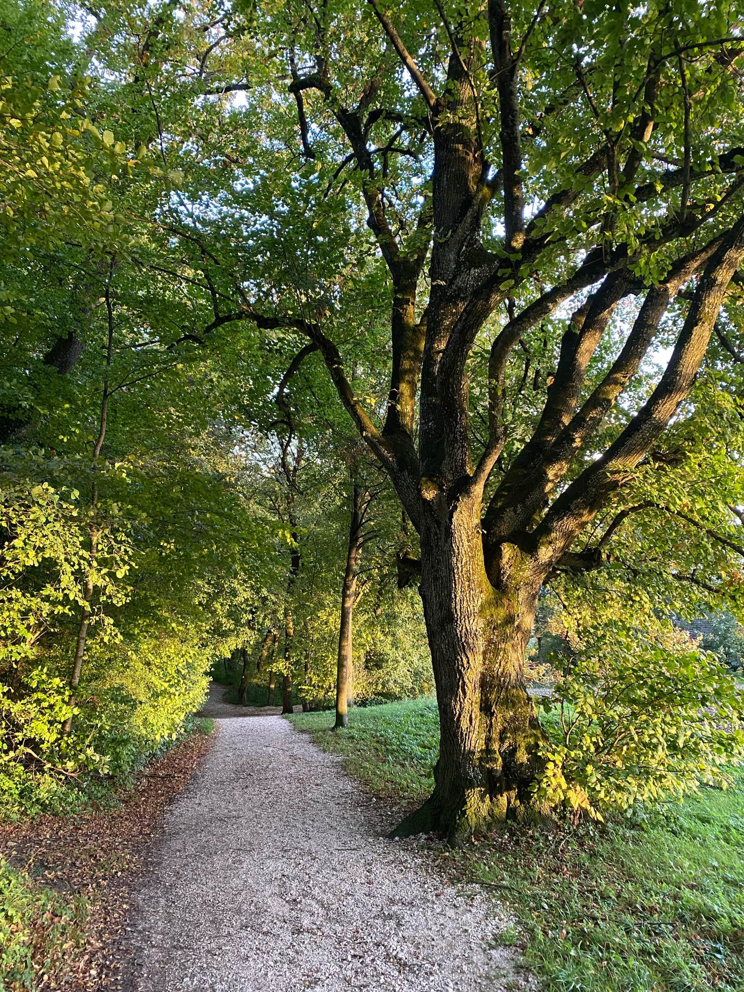 Schotterweg am Waldrand in Links vom Weg dichter Laubwald und Sträucher. Rechts eine Reihe Laubbäume mit schon etwas bräunlichem Laub an tief hängenden Zweigen und Wiese. Im Vordergrund dicker Laubbaum mit stark verzweigter Krone und stark strukturiertem Stamm, sehr plastisch wirkend durch Licht der tiefstehende Sonne.