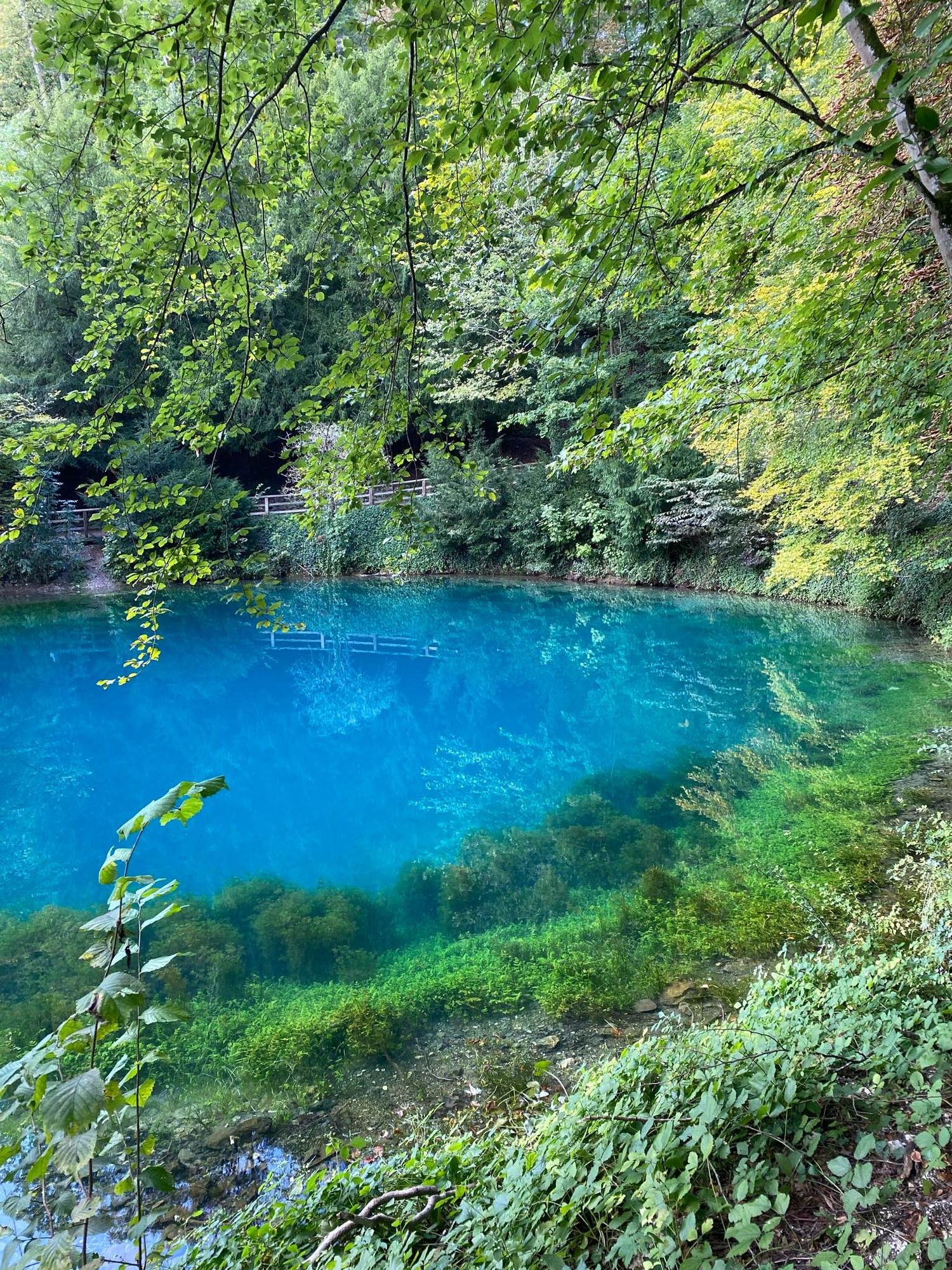 Teil eines runden Teiches. Von Laubbäumen umgeben, deren Äste etwas über das Wasser hängen. Steile Uferböschung, setzt sich unter Wasser fort. Am Rand hellgrüne Waserpflanzen, tiefer dunkelgrün. Wasser in der Mitte tief Türkisblau.