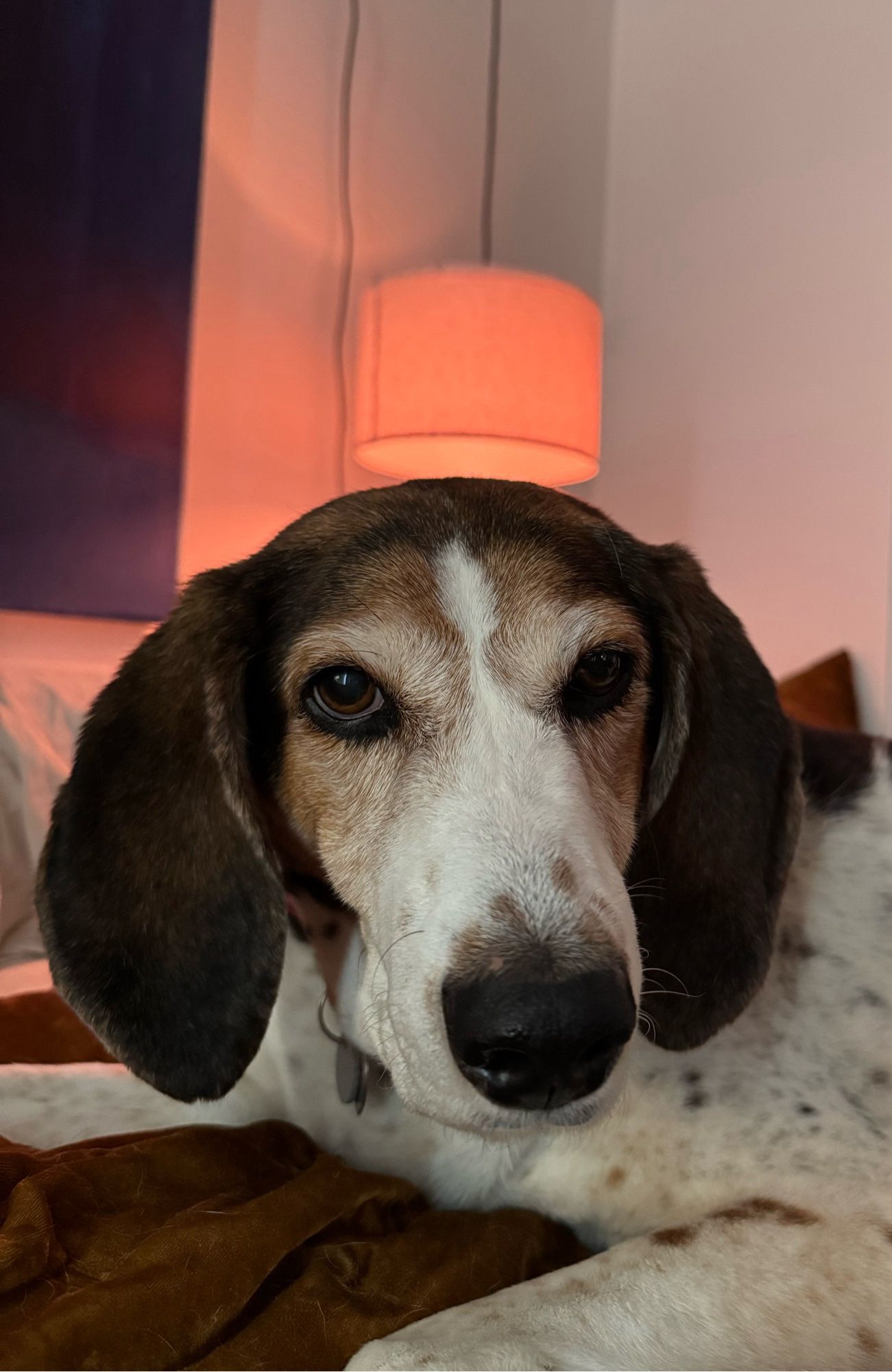 Sadie the coonhound with a boopable snoot in the foreground