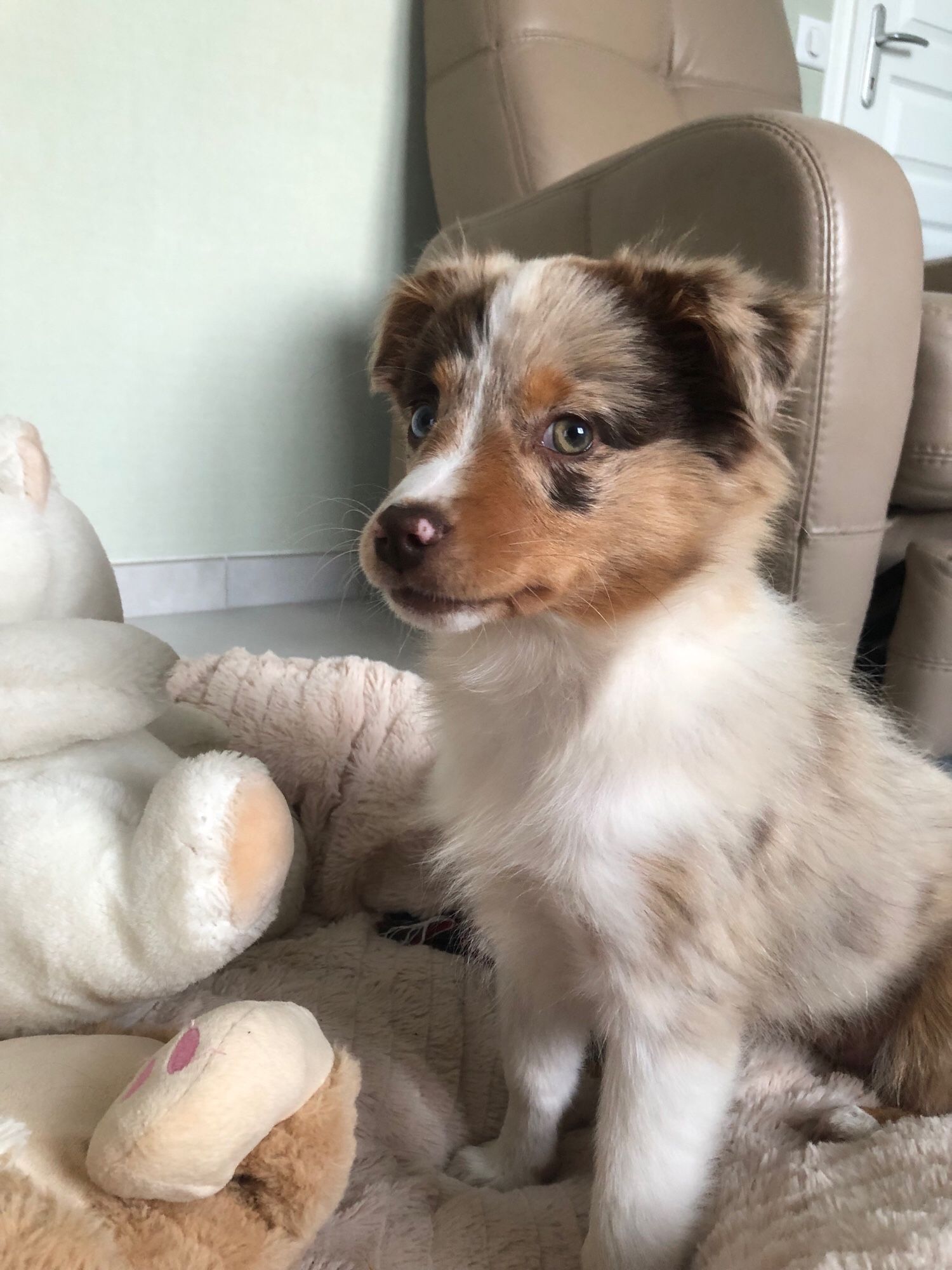 Vanille, bébé berger américain de trois mois.