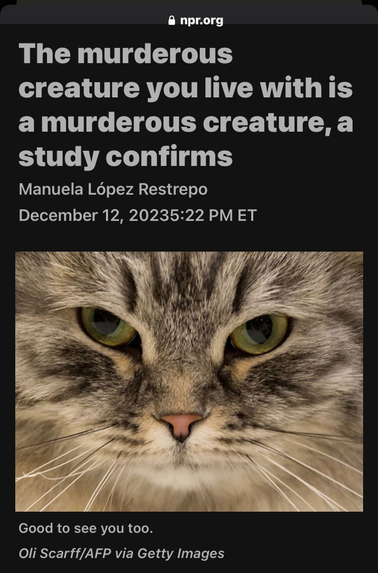 NPR: the murderous creature you live with is a murderous creature, a study confirms (closeup of murderous, intimidating tabby cat who is sooooo cuuuute awwww)