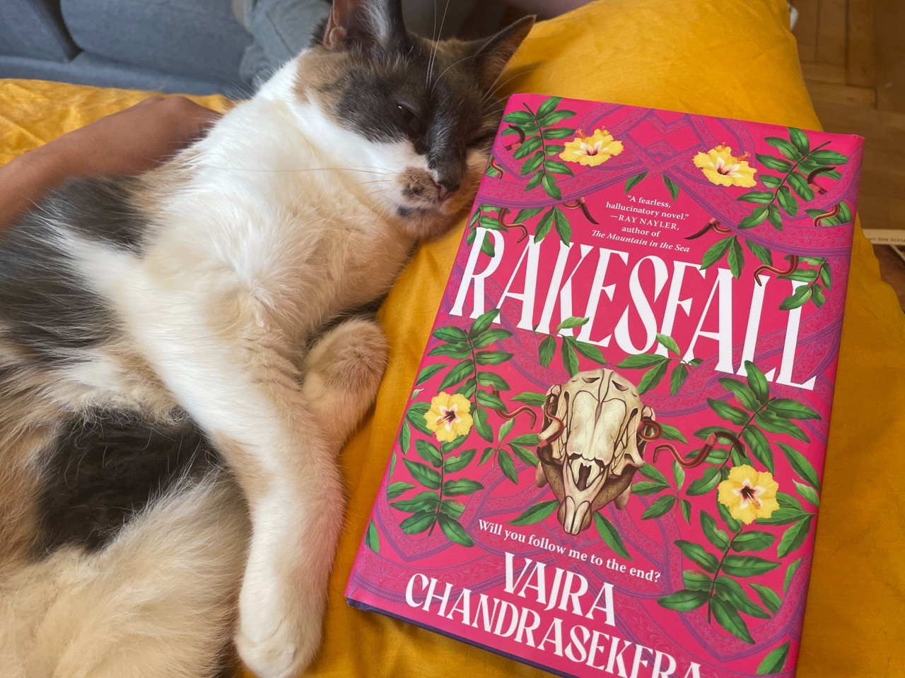 calico cat next to RAKESFALL by Vajra Chandrasekera