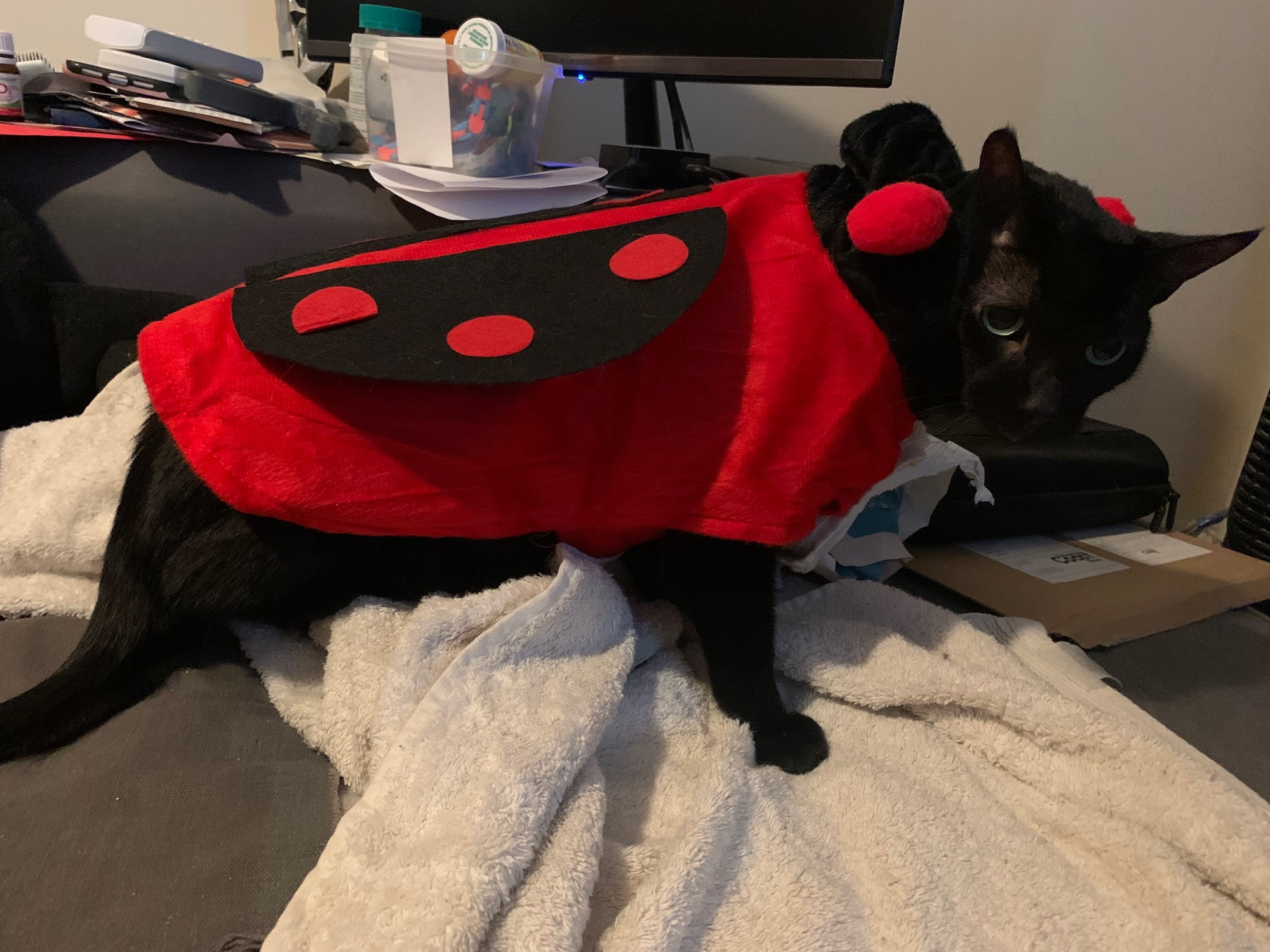 Black cat in ladybug costume