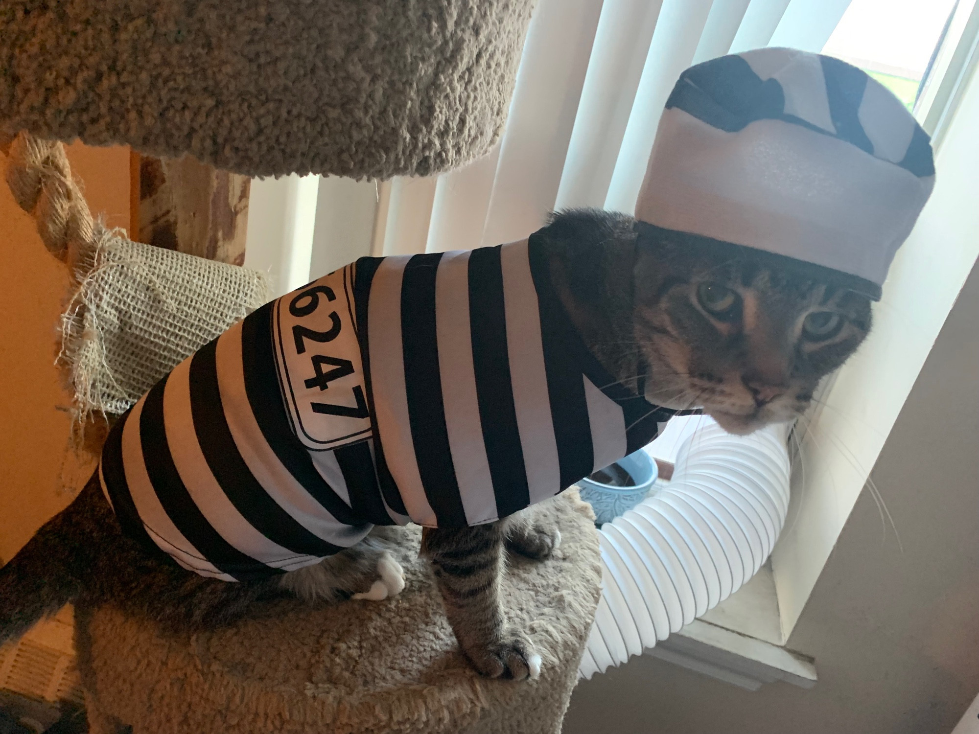 Tabby cat in inmate costume including hat, looking less than penitent