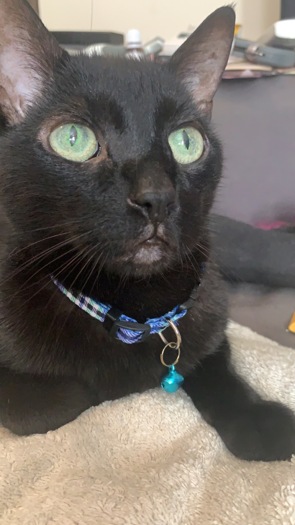 All black cat with haunting green eyes wearing a dignified blue and white plaid collar with a small blue bell