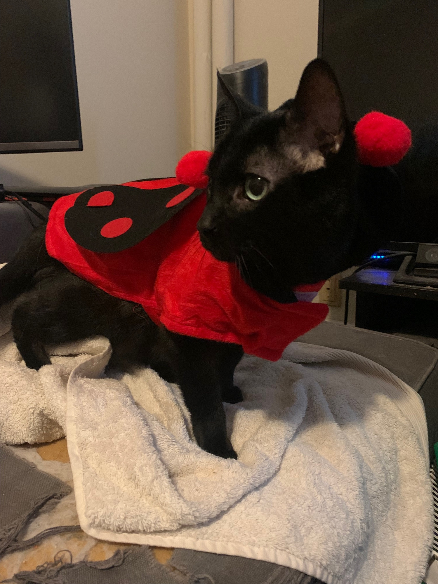 Black cat in ladybug costume, looking for help out of this nonsense