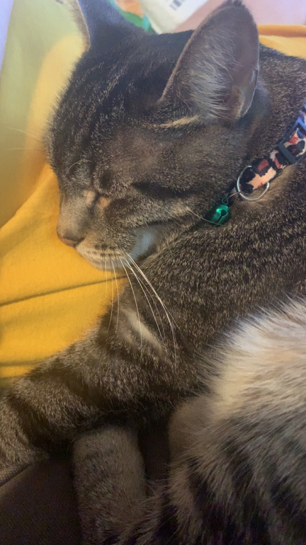 Tabby cat with eyes closed while snuggling wearing a leopard print collar with a small green bell.