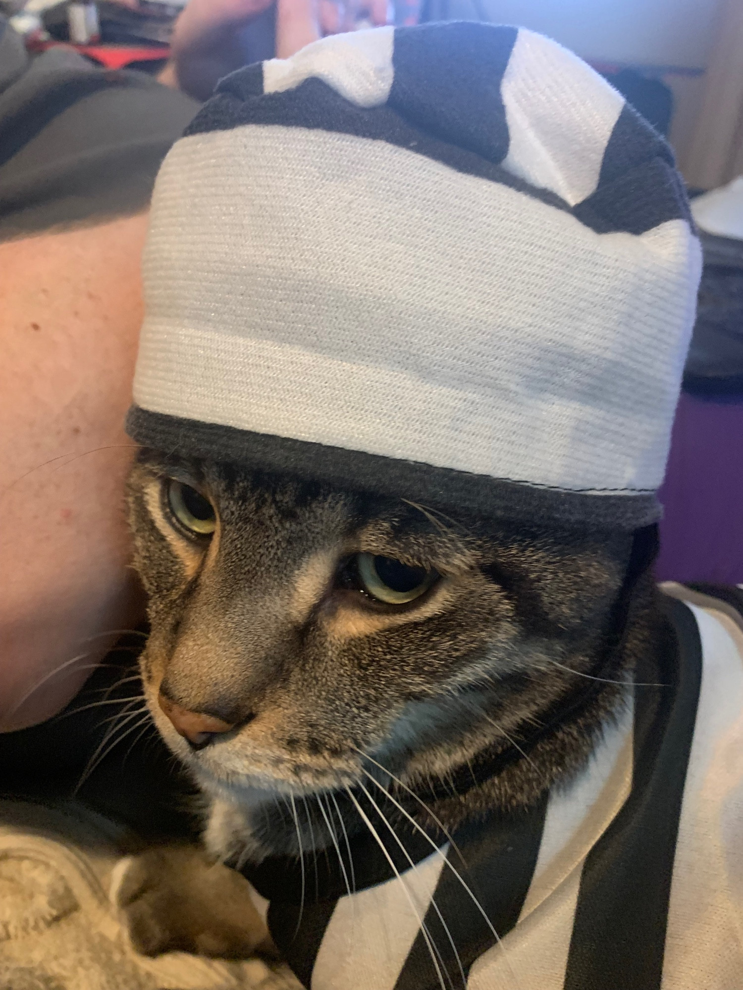 Tabby cat face closeup with jailbird hat