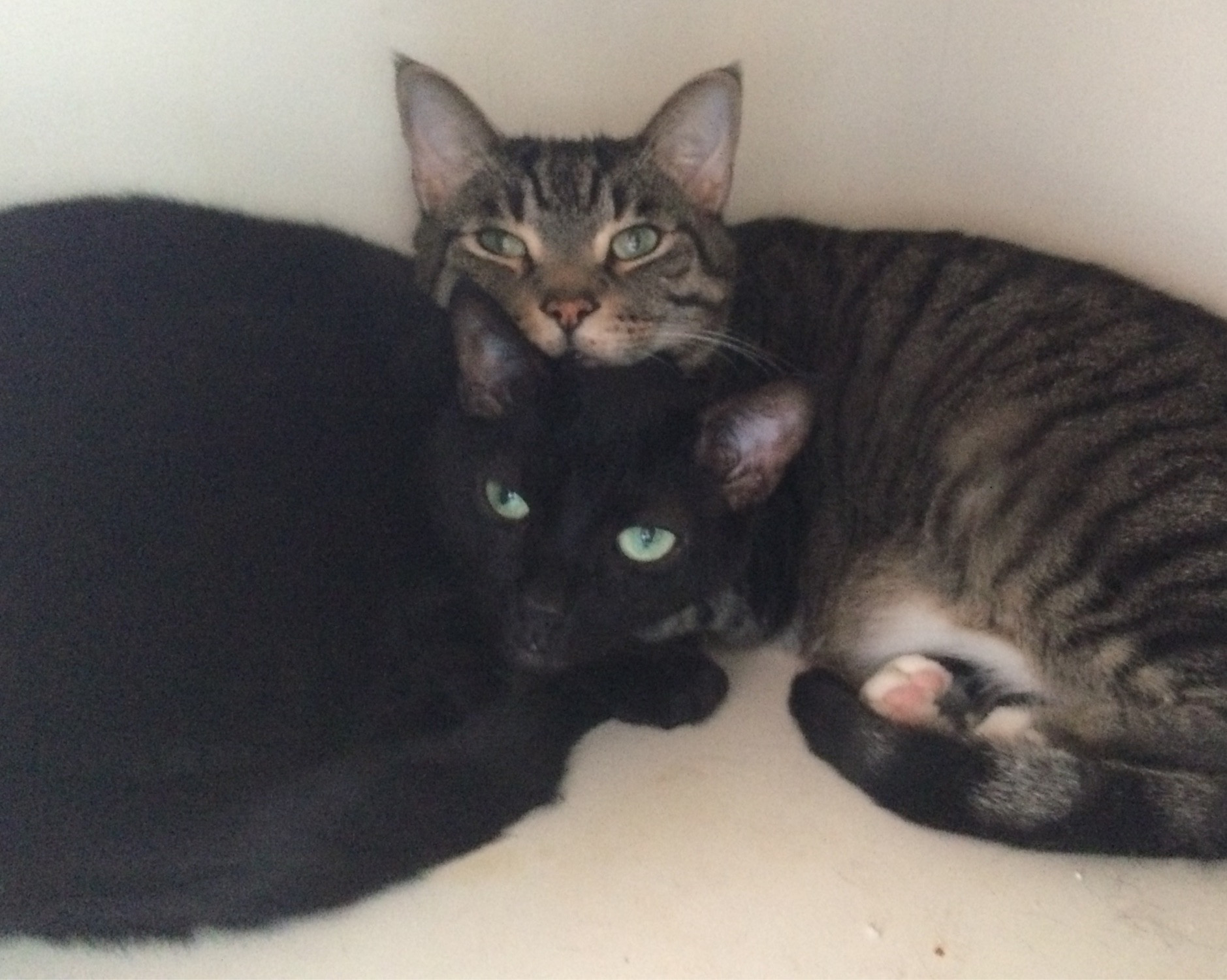 Tabby boi and Void Kitty boi, snuggling and seemingly shocked at being caught.