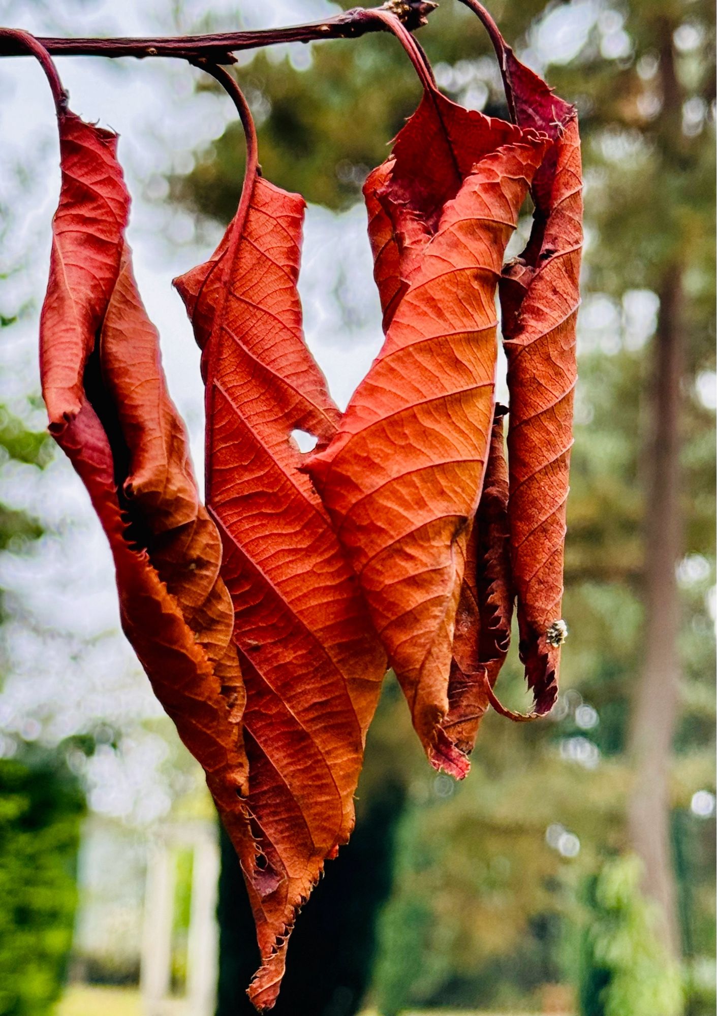 Red curled leaves, on a branch (no idea of spp). Autumn colour starting to show at Thorp Perrow (an arboretum in North Yorkshire, England).