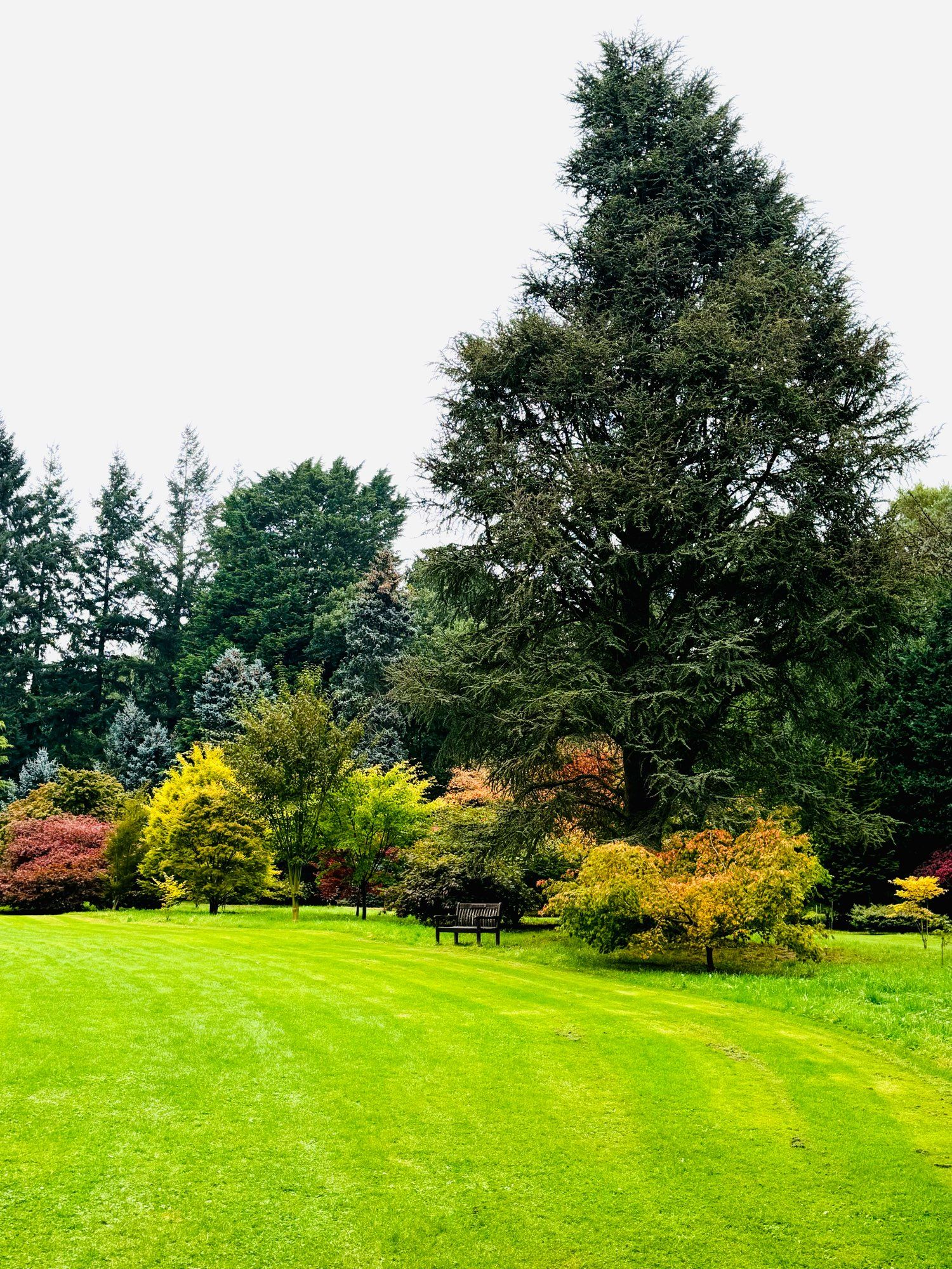 Trees, shrubs and a freshly cut lawn. Autumn colour starting to show at Thorp Perrow (an arboretum in North Yorkshire, England).