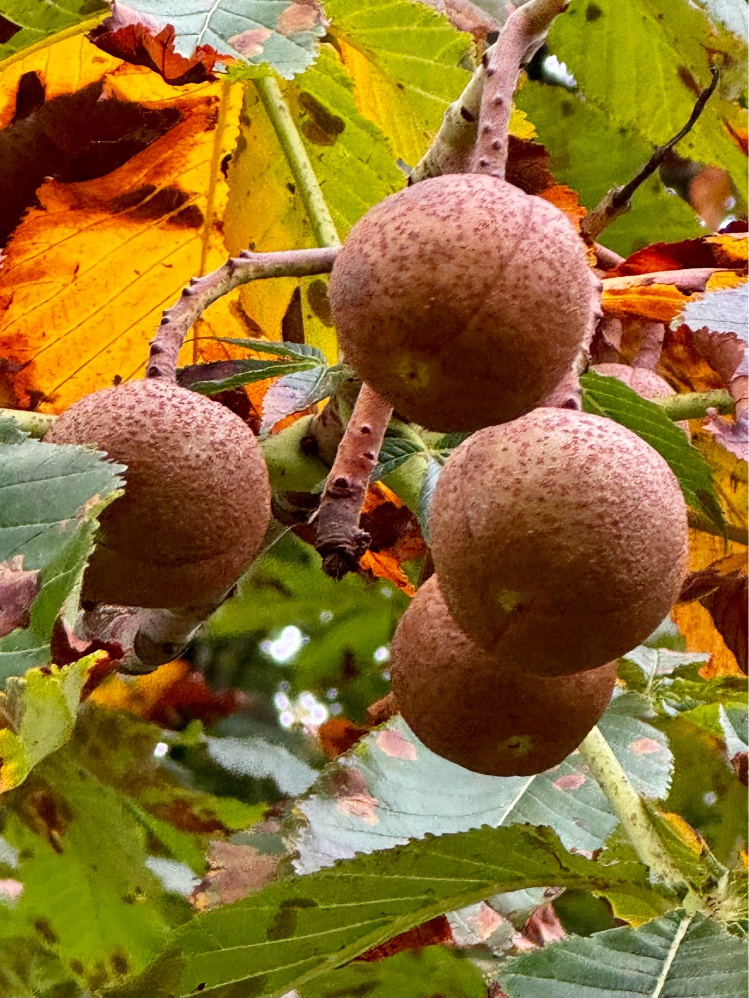 Indian horse chestnut (leaves and fruits). Autumn colour starting to show at Thorp Perrow (an arboretum in North Yorkshire, England).