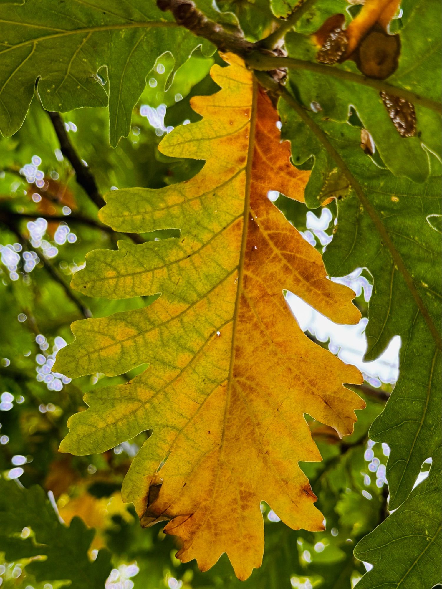 An oak leaf (sessile I think). Autumn colour starting to show at Thorp Perrow (an arboretum in North Yorkshire, England).