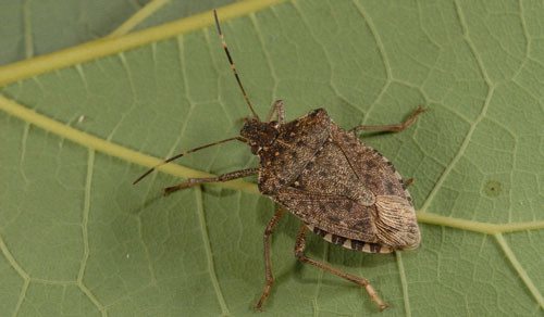 The Brown Marmorated Stink Bug (BMSB) is shield-shaped, around 1.7 cm long, with a mottled brownish-grey body. It has a small head with large eyes and long antennae featuring light and dark bands. The thorax has a saw-tooth pattern on the edges, and it possesses two pairs of wings, with the outer pair being hard. It has six robust legs and releases a strong odor when threatened. Nymphs are smaller and often bright red or orange with black markings. White bands on the antennae and legs help distinguish it from other stink bugs.