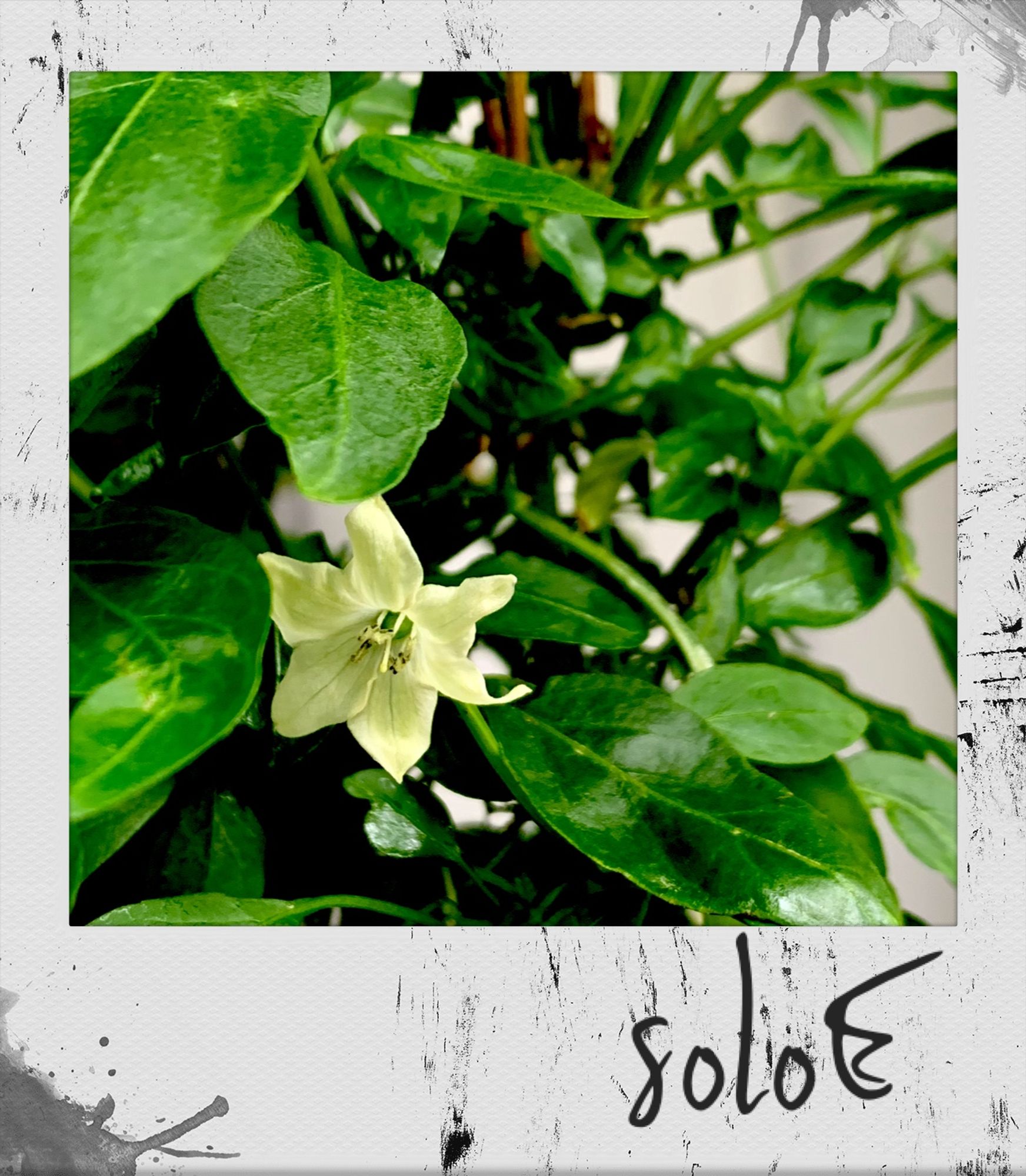 Polaroid Foto einer Blüte der Guajillo-Chili