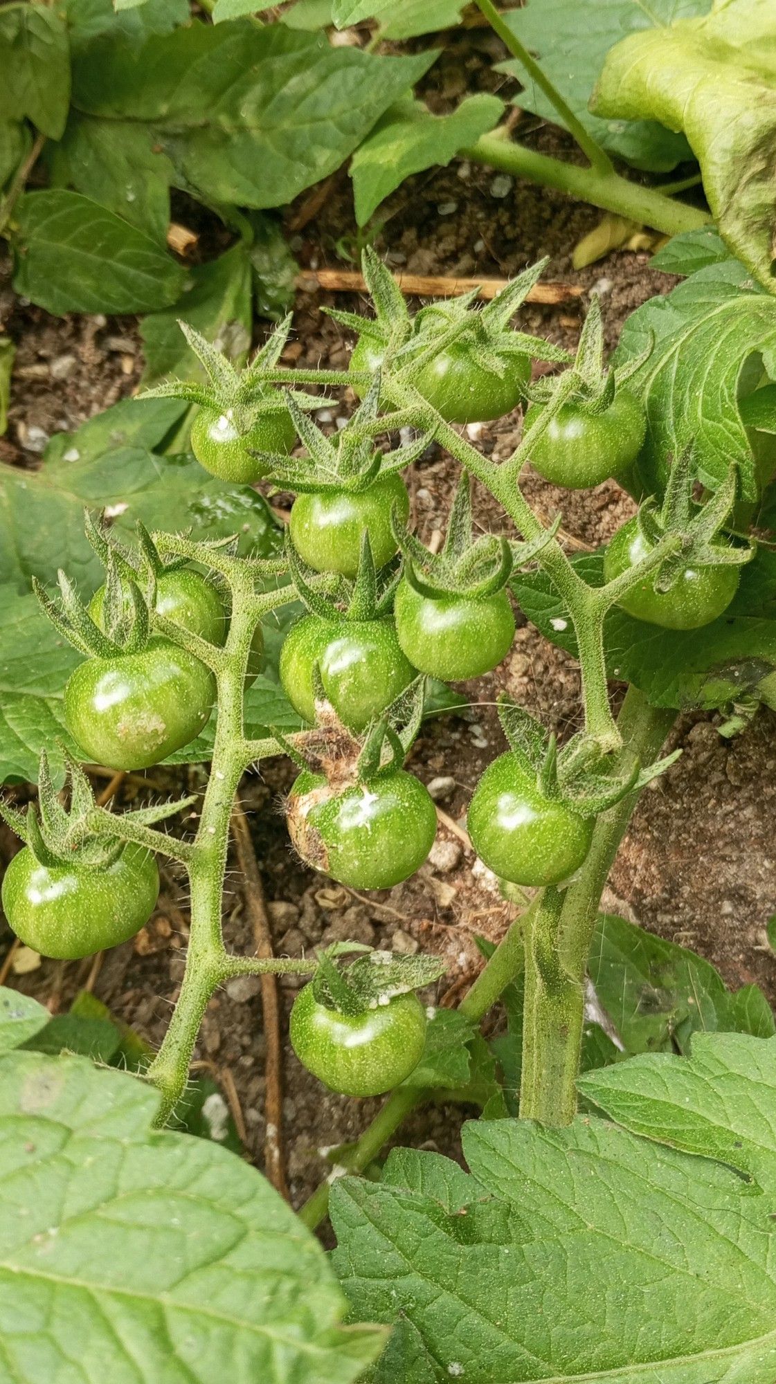 Duas cachopas de tomate verde