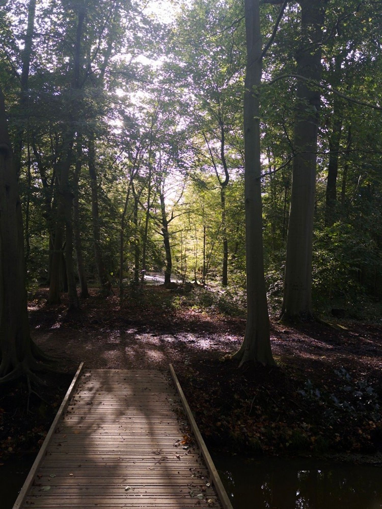 A wooden walkway bridge extends over a small stream, surrounded by tall, dense trees casting dappled sunlight onto the forest floor in a tranquil woodland setting.